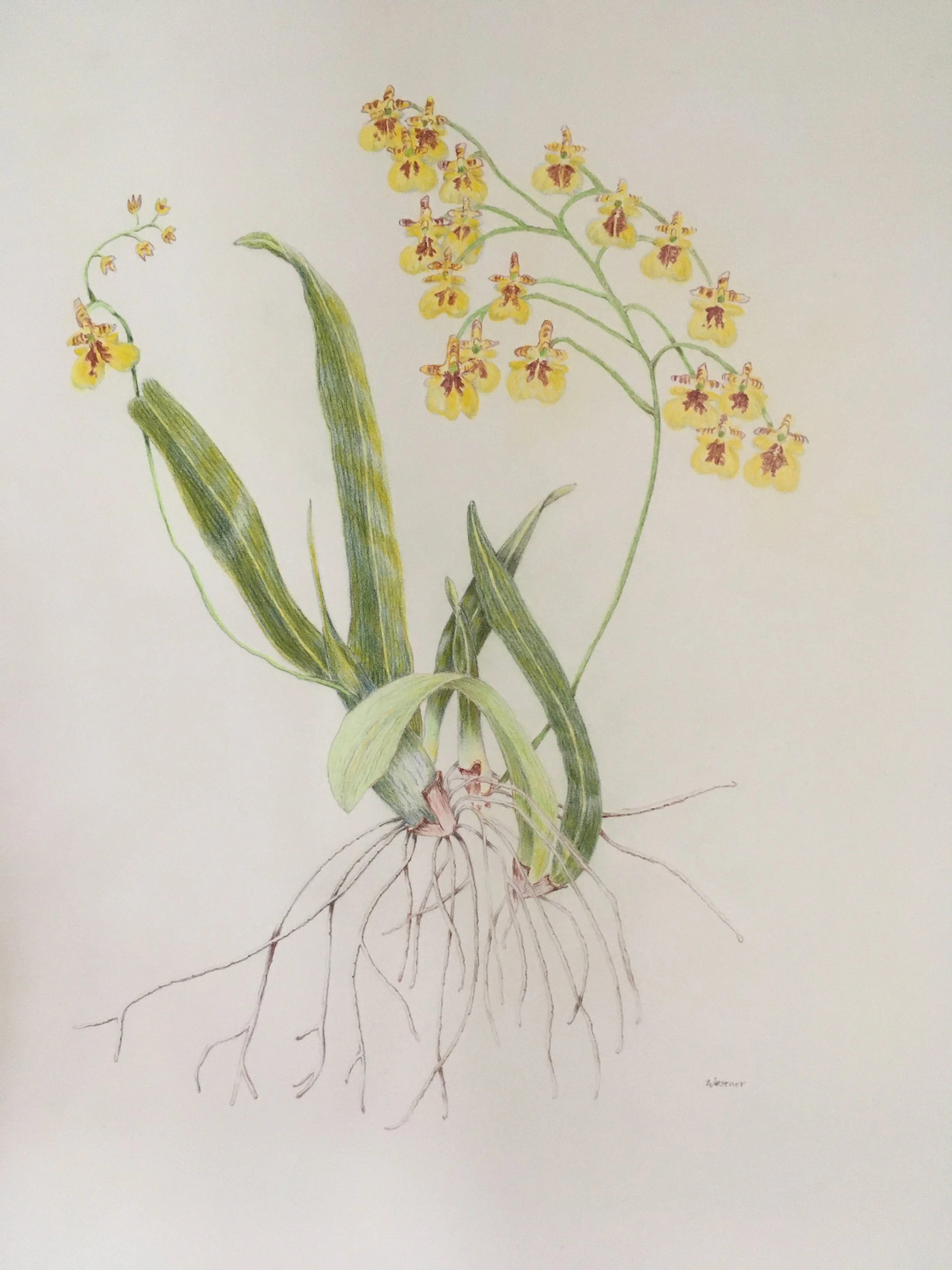 Dancing Lady Orchid (Oncidium varicosum) by Joyce Westner