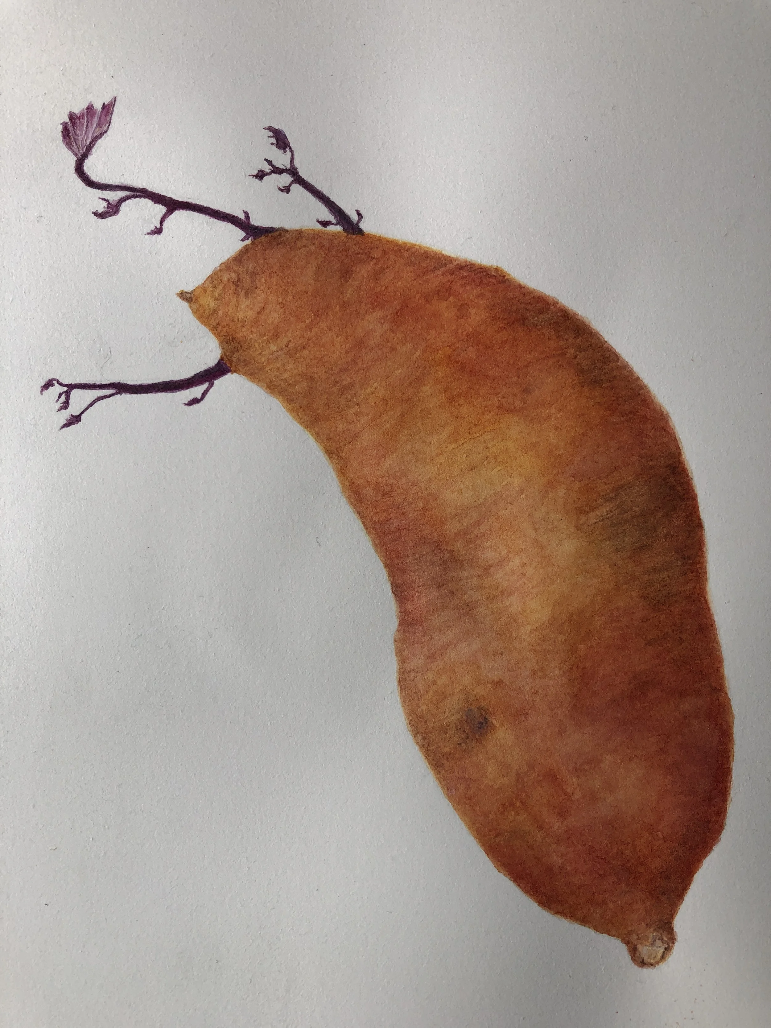 Sweet Potato (Ipomoea batatas) by Kitty Gilbert