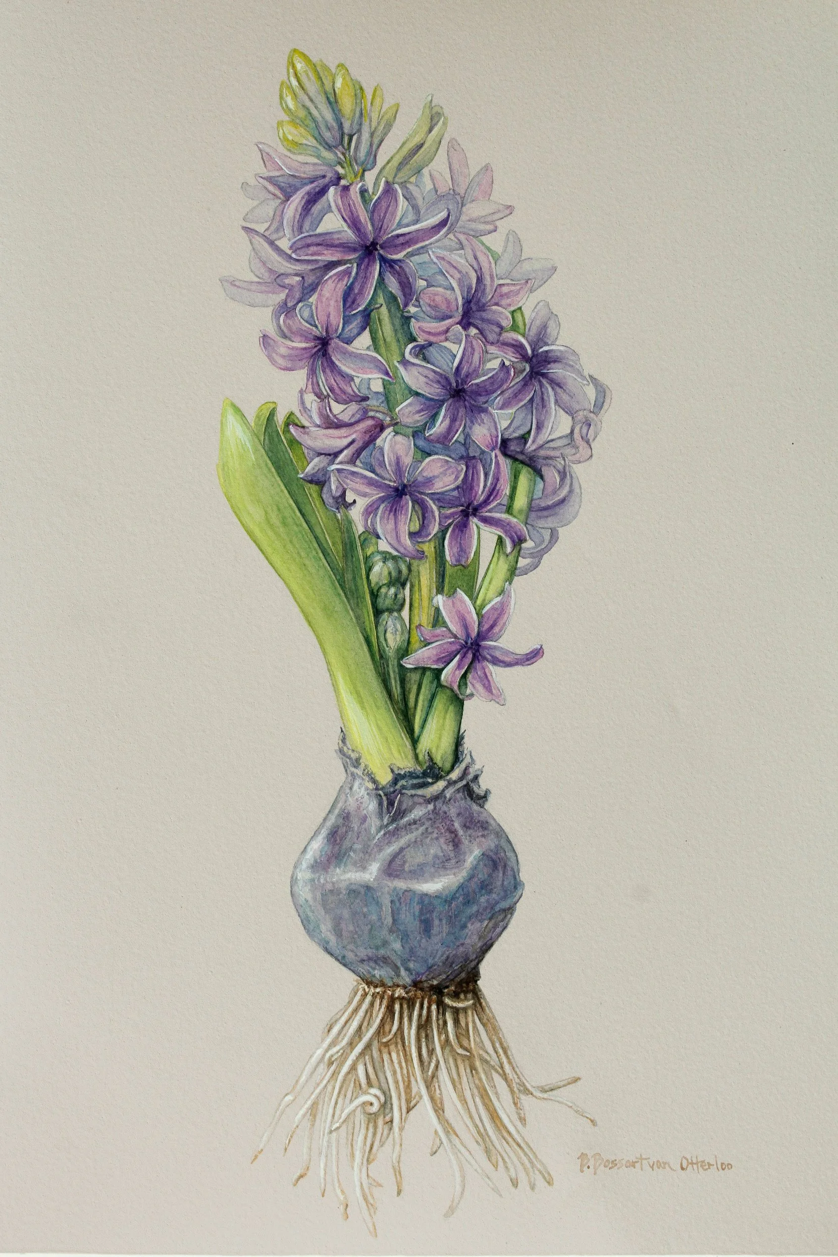 'Blue Star' Dutch Hyacinth (Hyacinthus orientalis) by Bridget Bossart van Otterloo