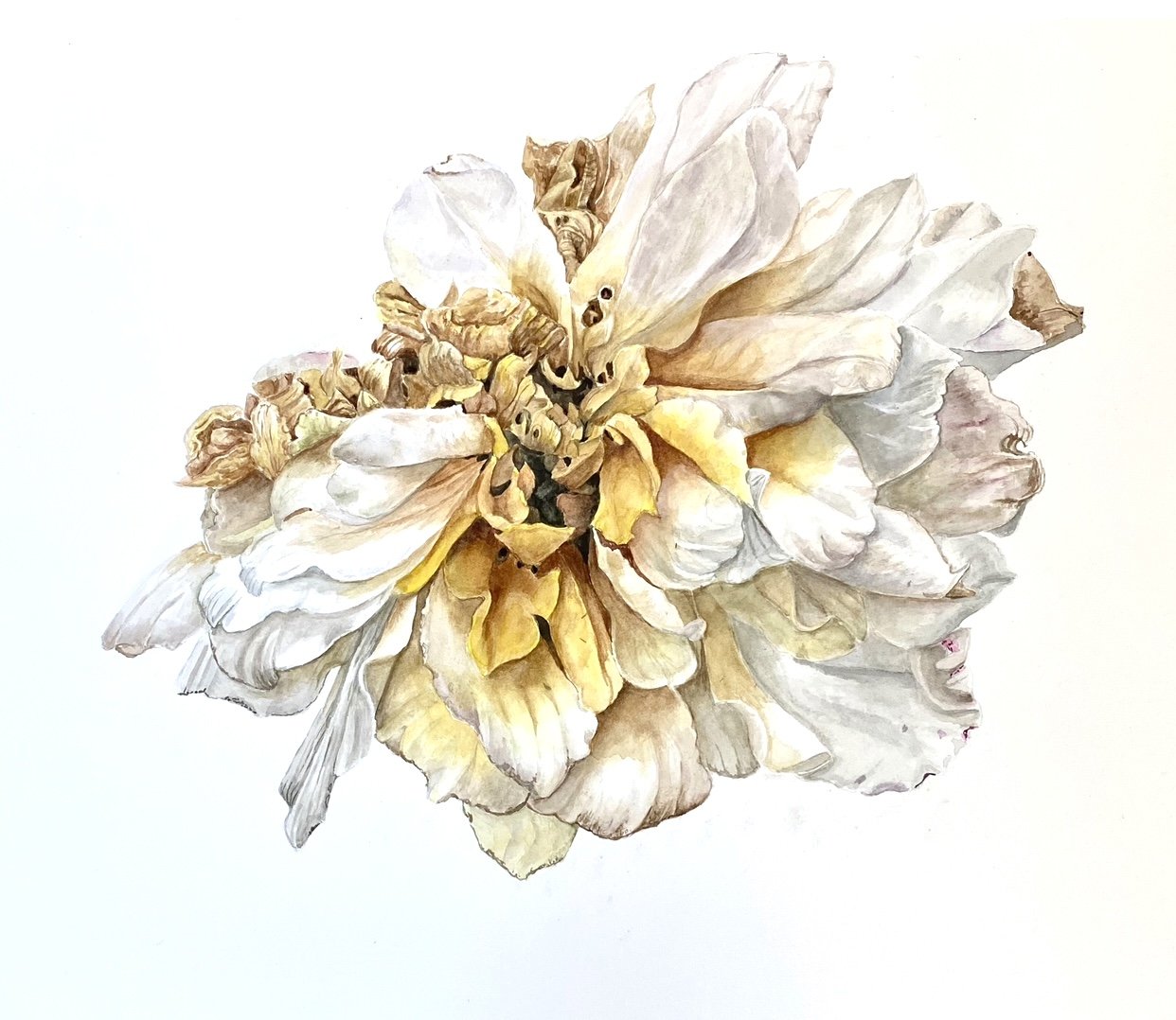 'End of Season Rose' - Rosa (Rose) by Sue Neff