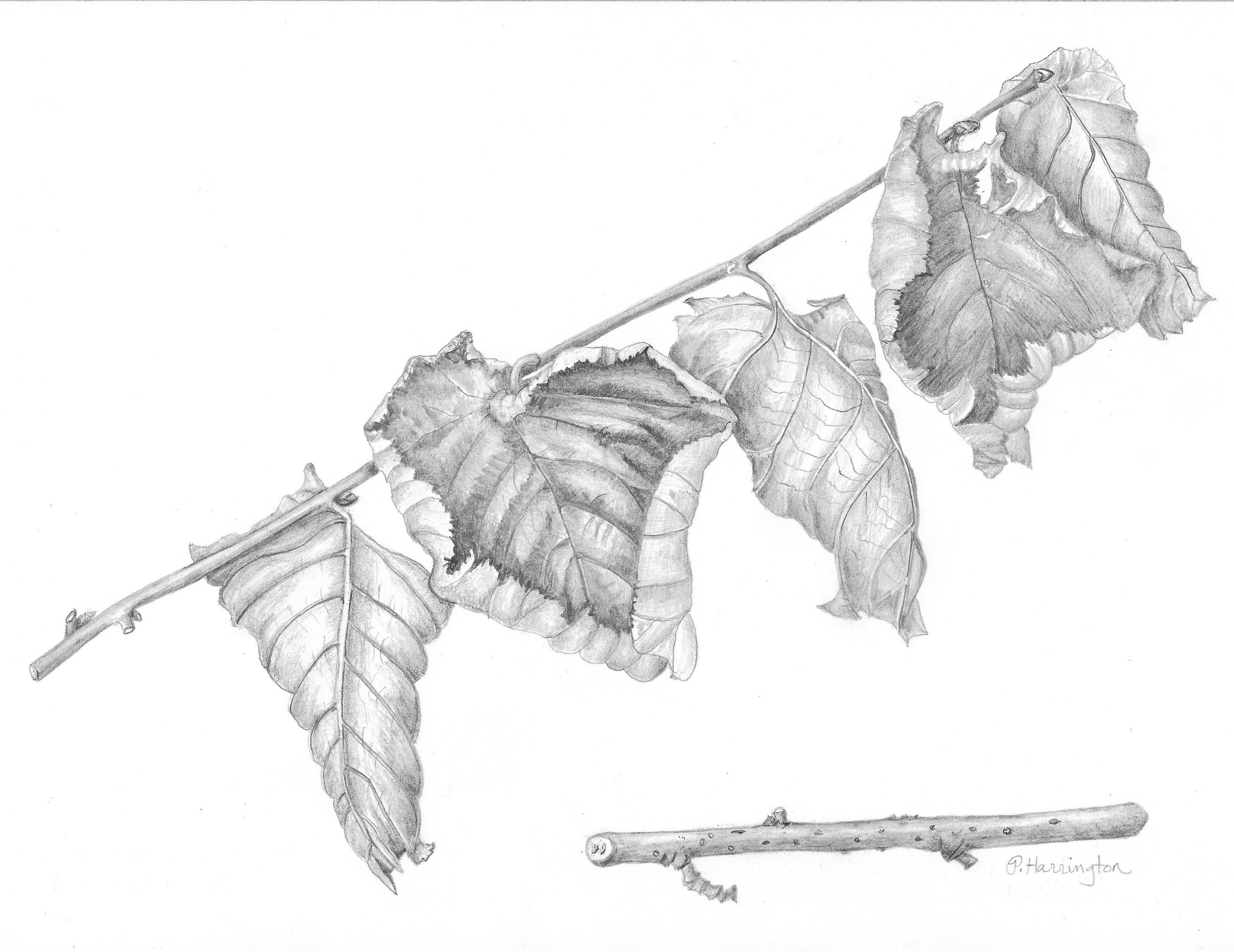 "Hazelnut Branch: Winter's Here' - Corylus avellana cv. (Hazelnut) by Pam Harrington