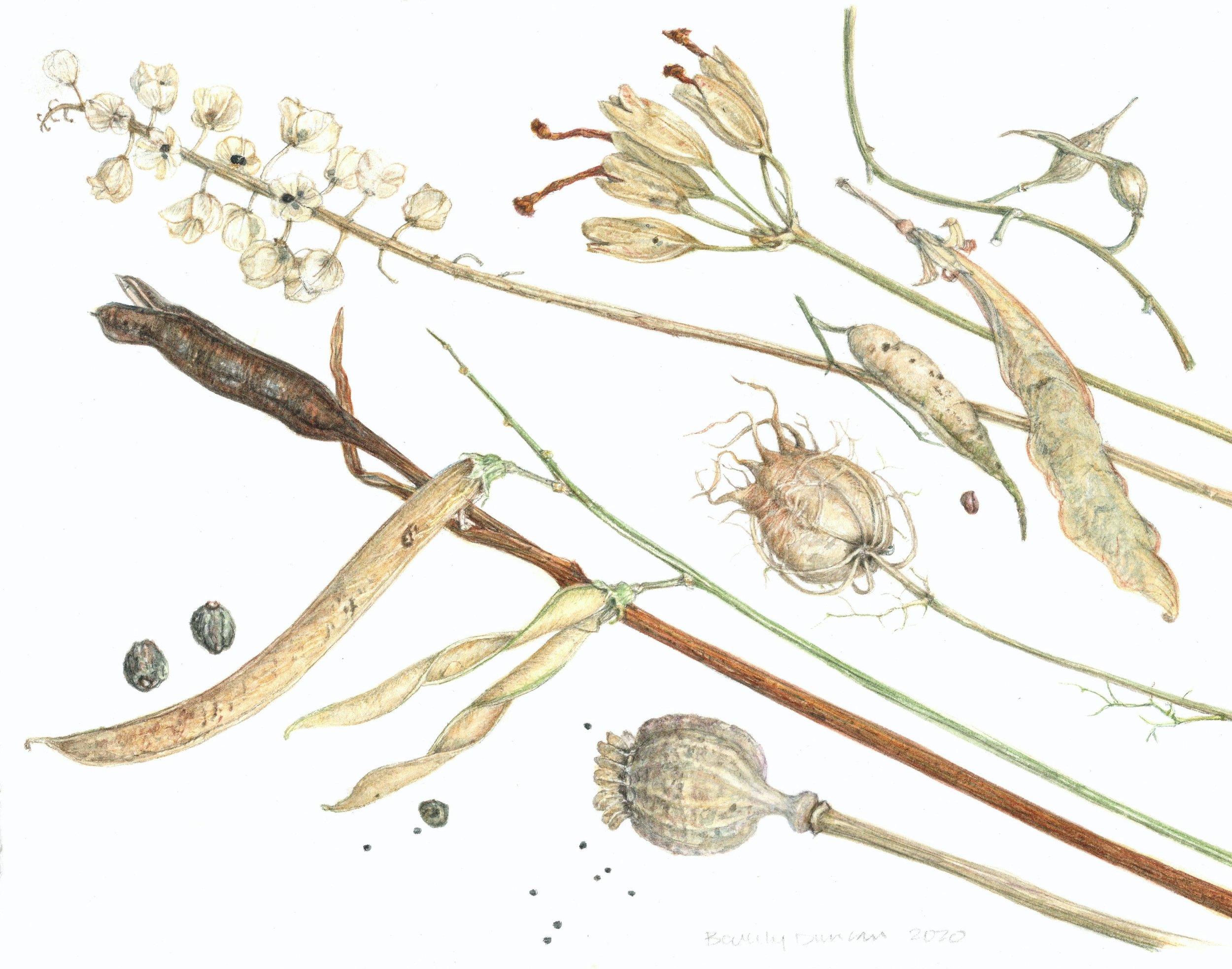 'Winter Remains' - (Grape Hyacinth, Primrose, Radish, Pea, Love-In-A-Mist, Iris, Perennial Pea, Juniper, Poppy) by Beverly Duncan)