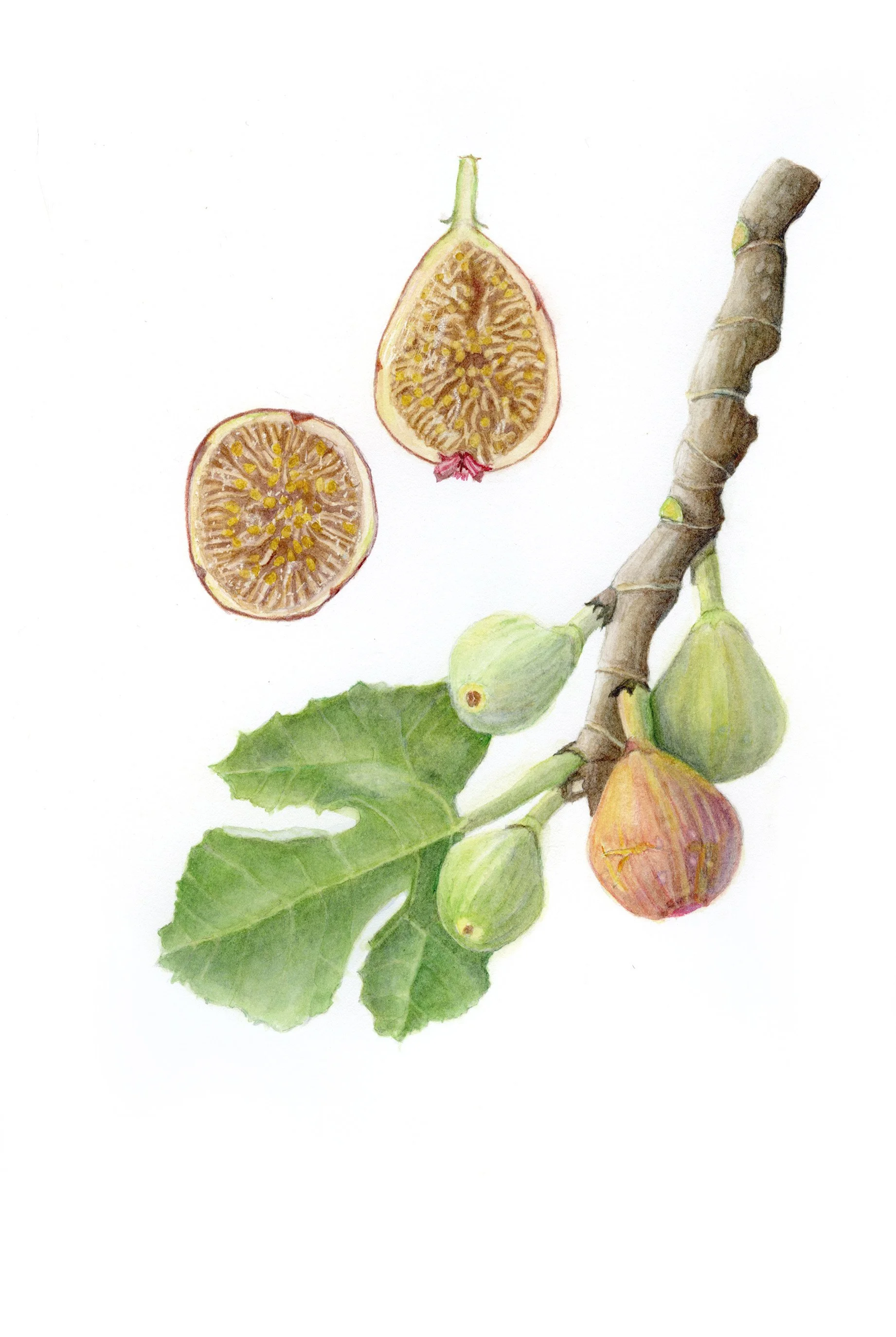 French Fig Tree (Ficus carica) by Diane Piktialis