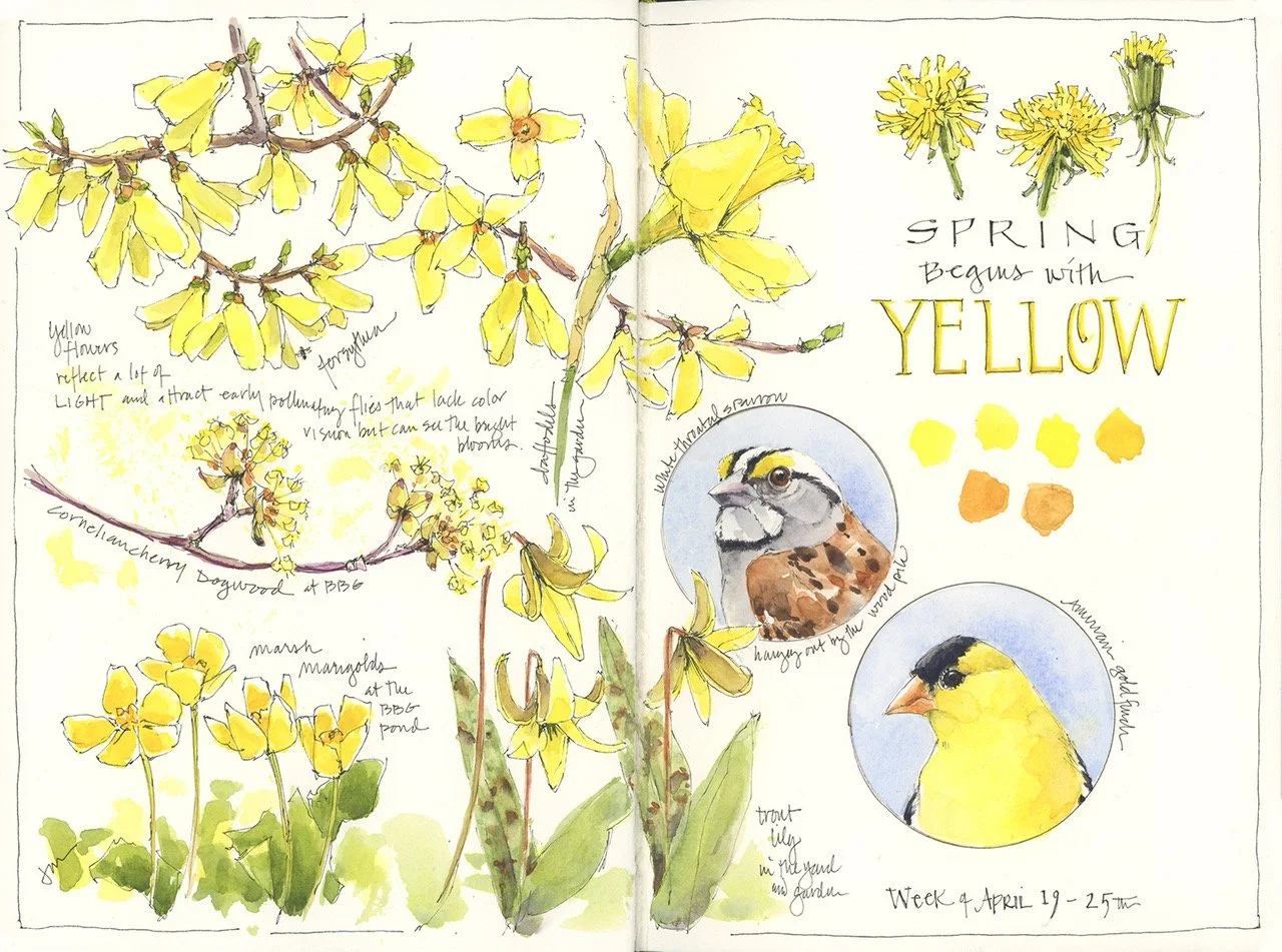 Exploring Home: Watercolor Sketches Through the Year