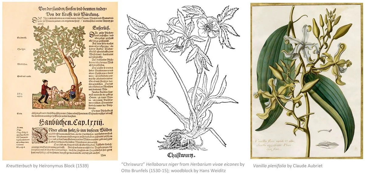 The History of Plant Classification – A Botanical Artist’s Overview — NESBA