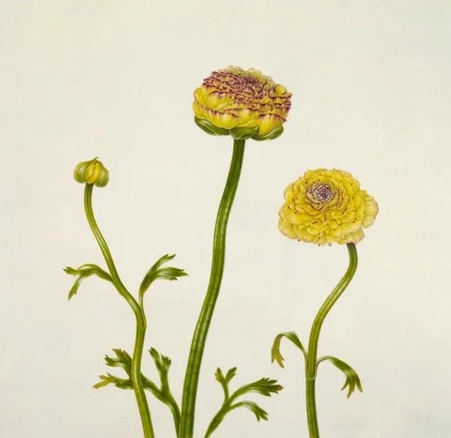 In-person Workshop: 'After Rory: Dynamic Flowers on Vellum' with Carol Woodin