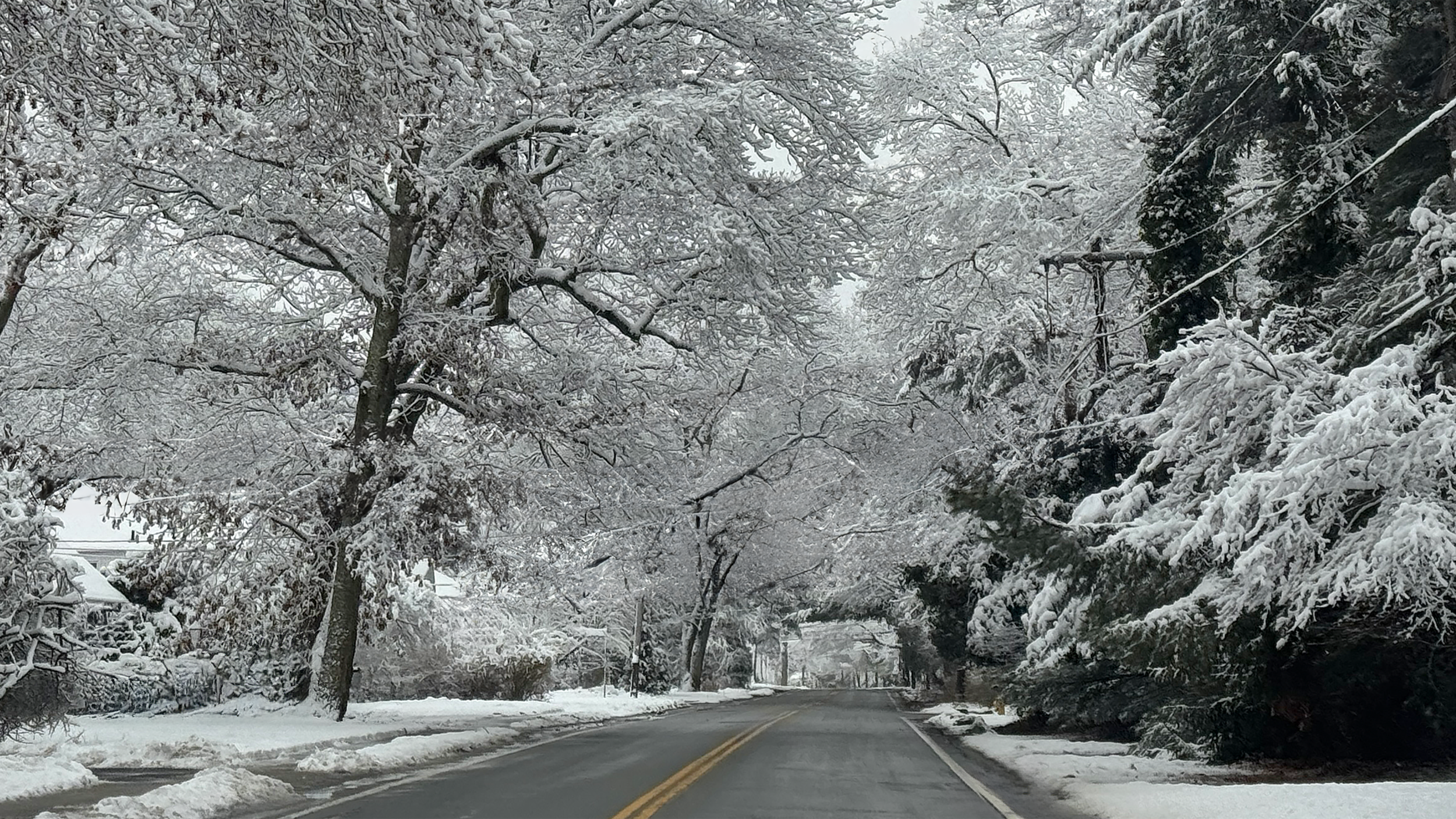 New Meadow Cover.png