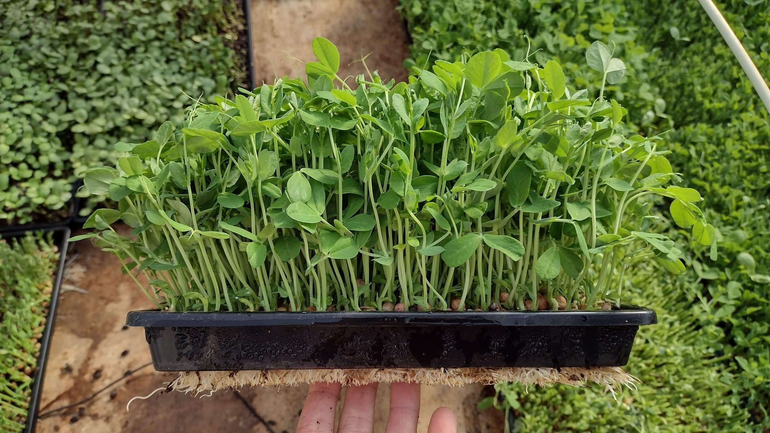 microgreens.jpeg