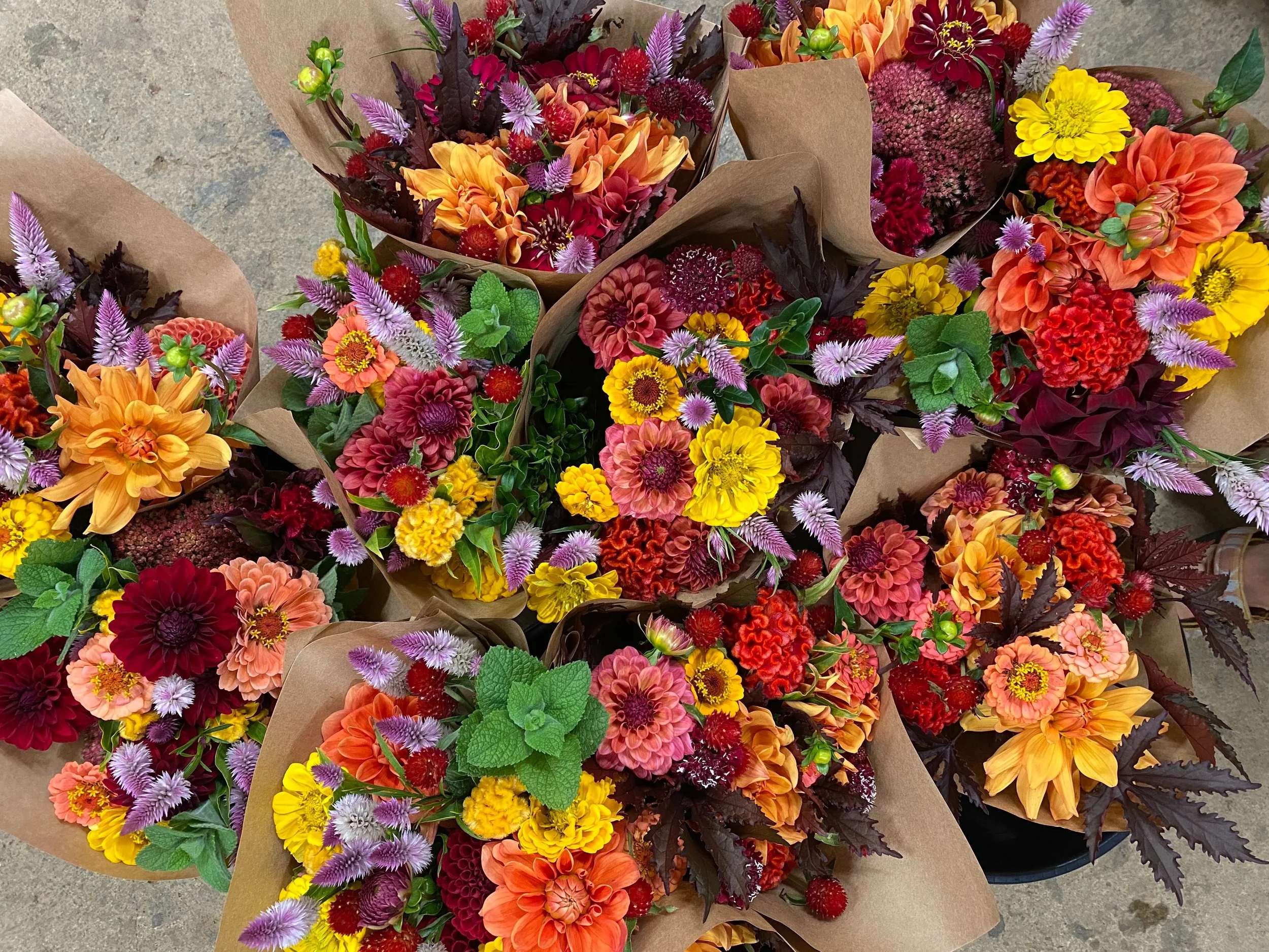 Your Choices for CSA’s in Floyd County, Virginia