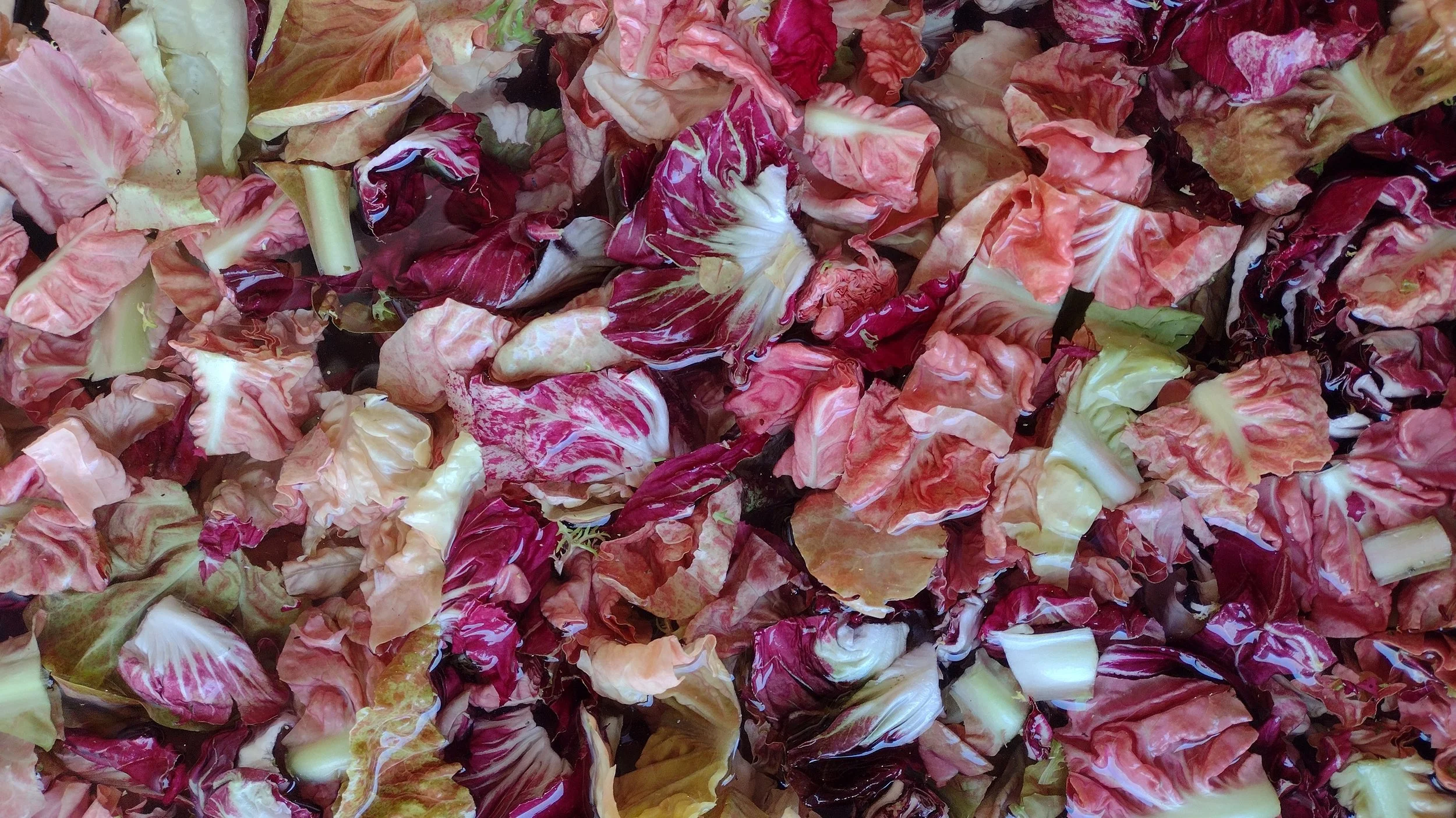 Chicory Salad Mixes