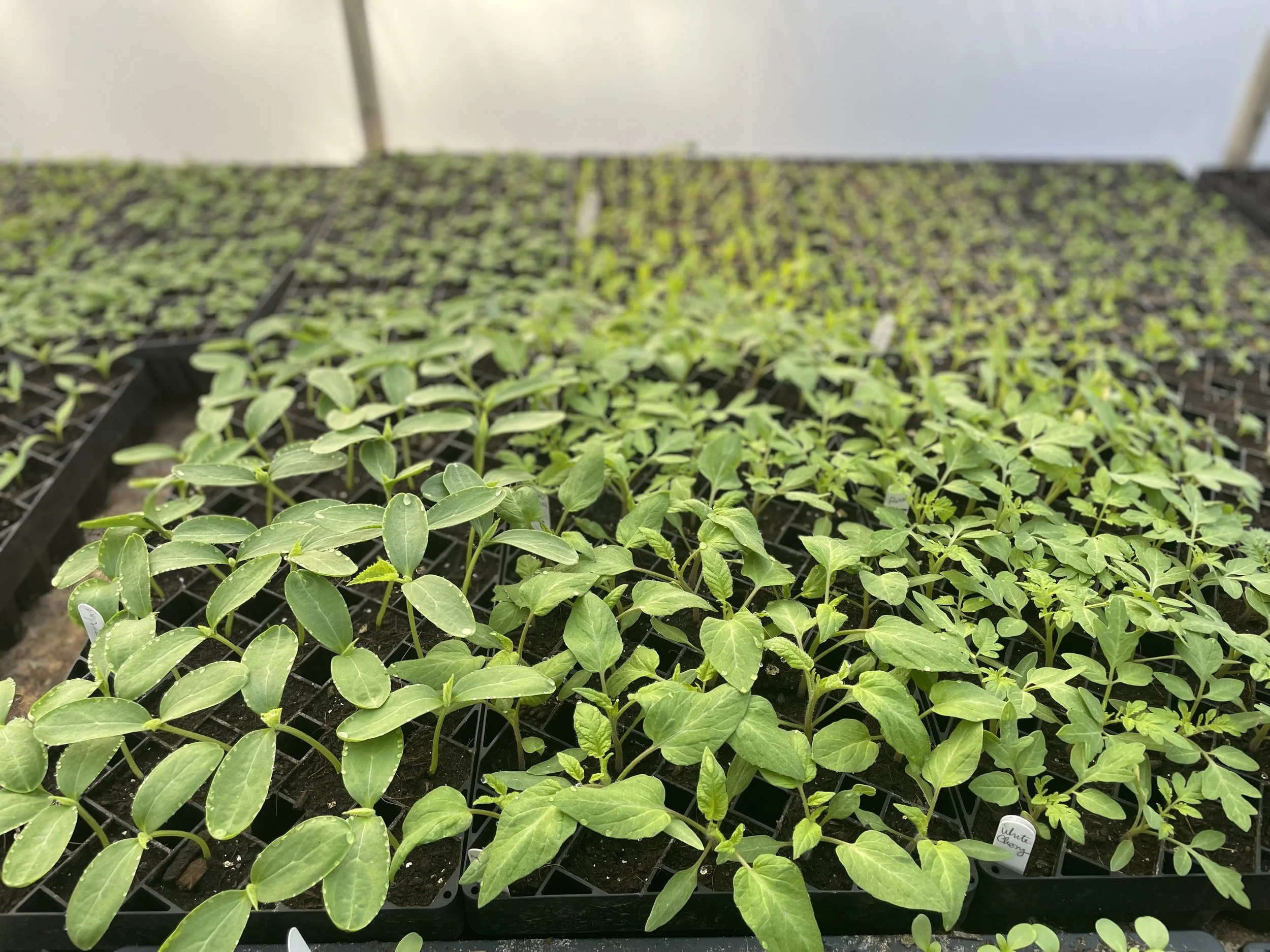 Seedling Sale