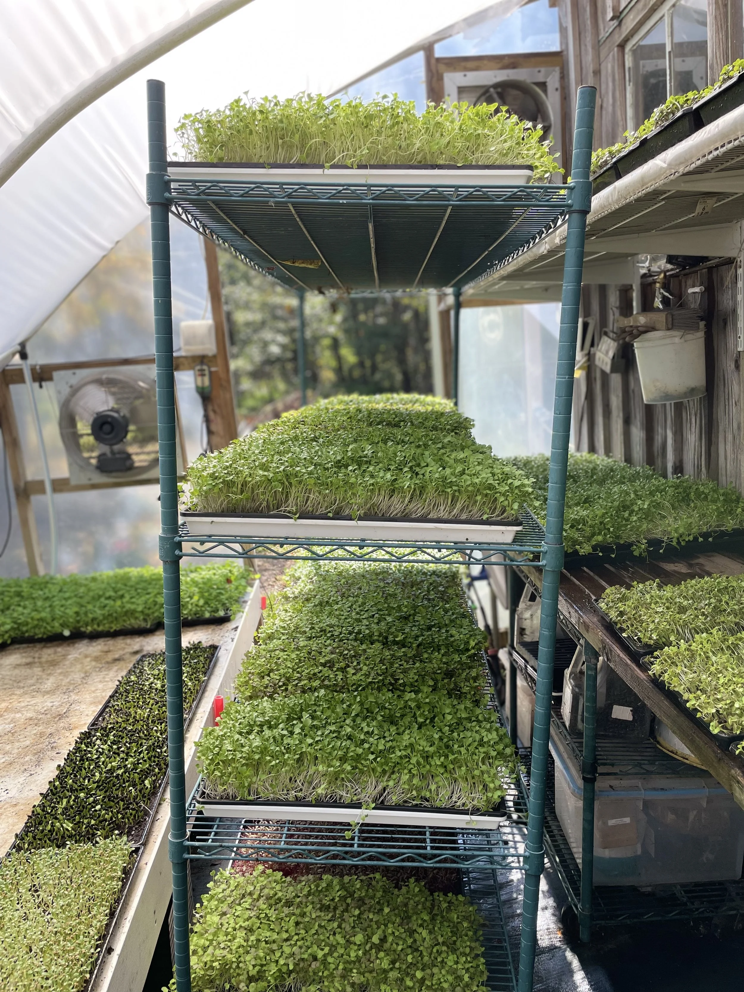 Microgreens Made Simple Workshop: April 5
