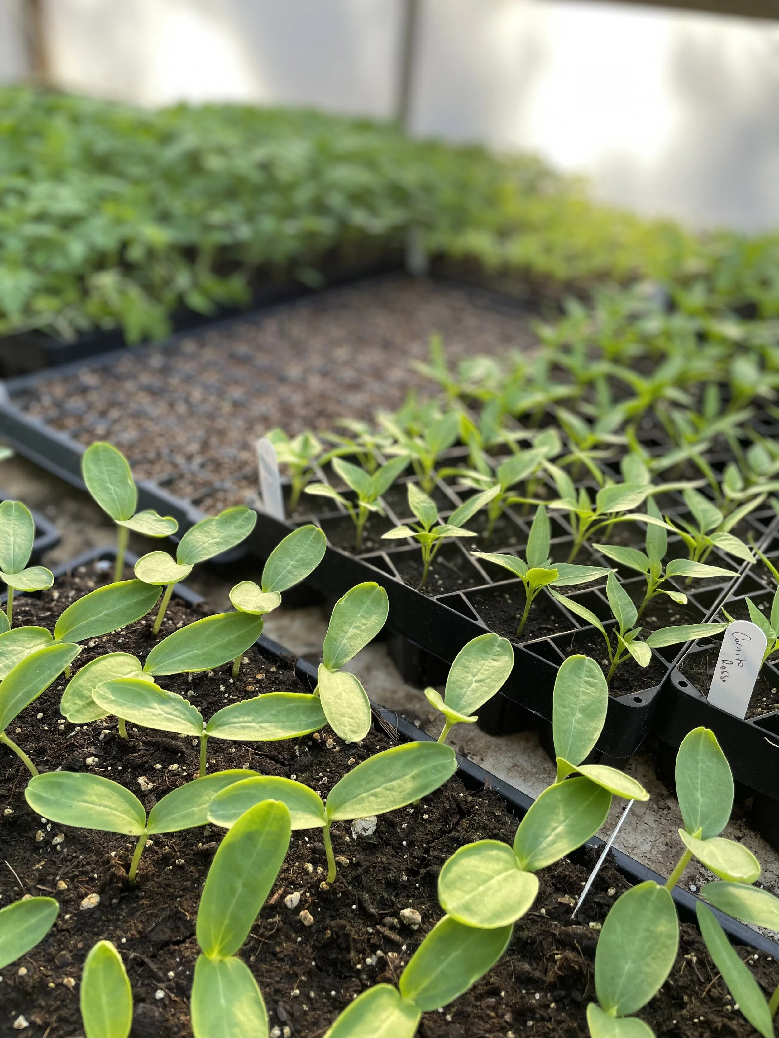 Spring Seed Starting Workshop: March 8th