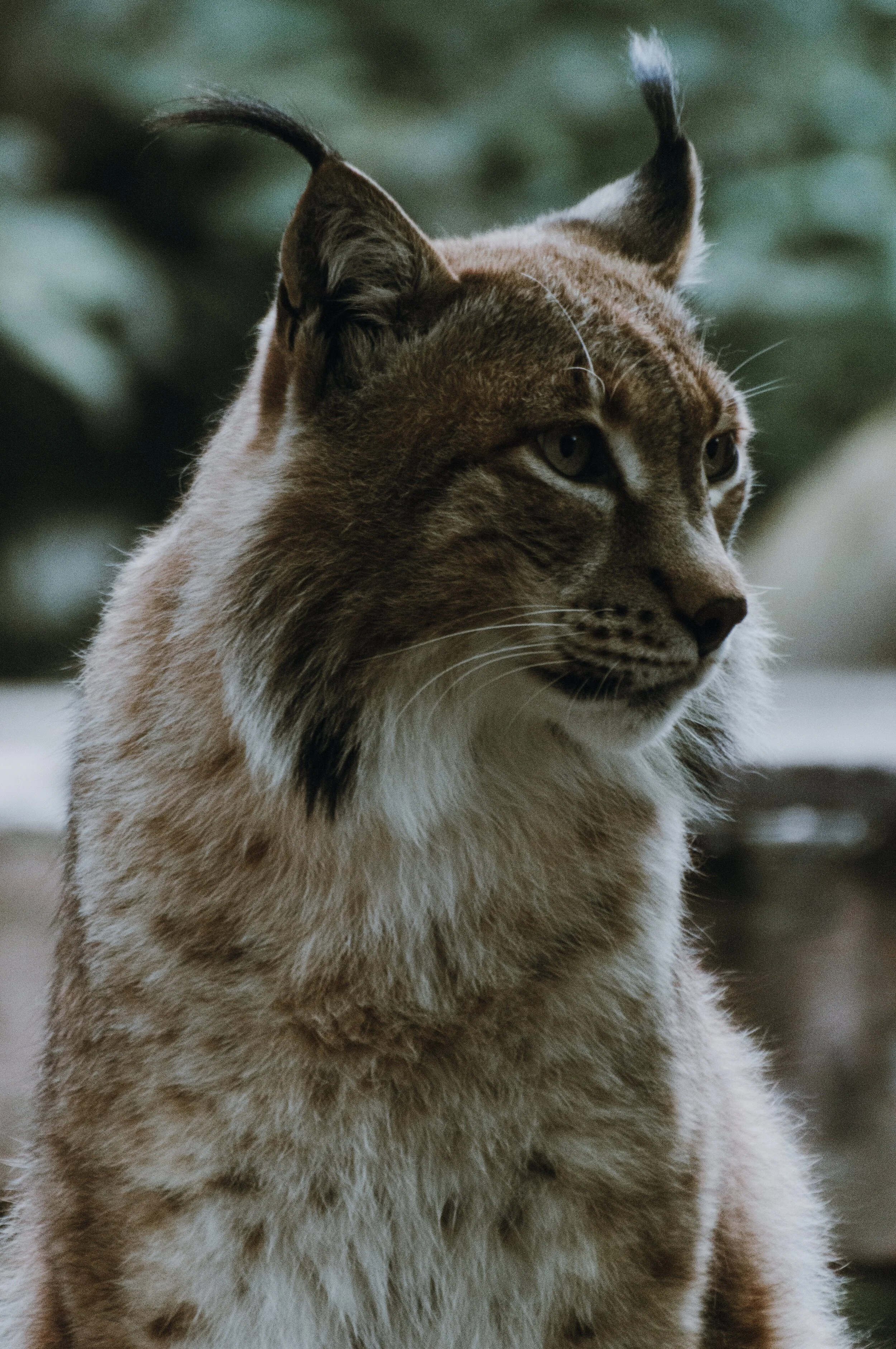 A close-up of a lynx with a tan coat, black tufts on ears, and green eyes, sitting outdoors.