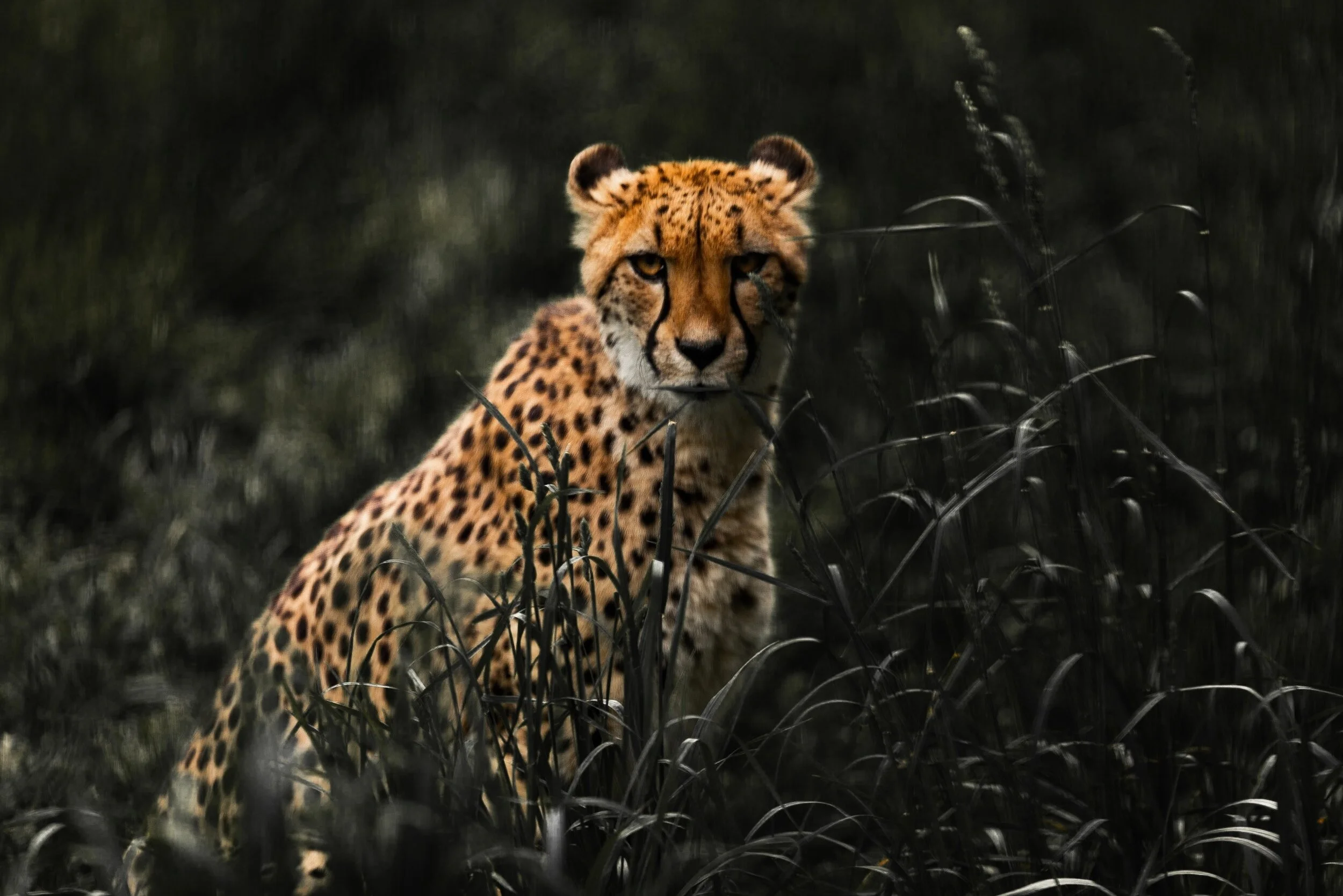 A cheetah sitting in tall grass, looking directly at the camera in a dark, natural environment.