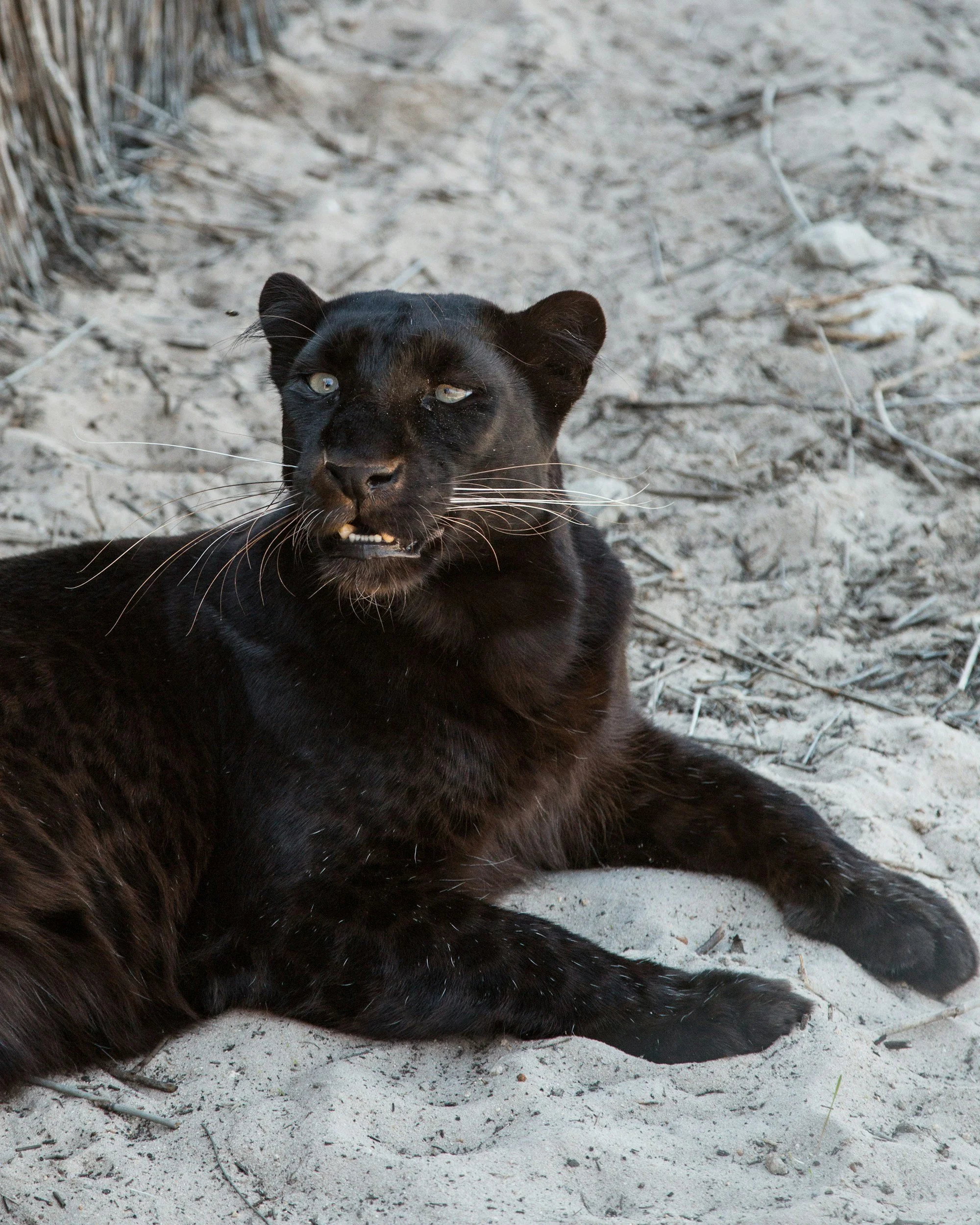 A black panther lying on sandy ground with sparse vegetation nearby, looking slightly to the side.