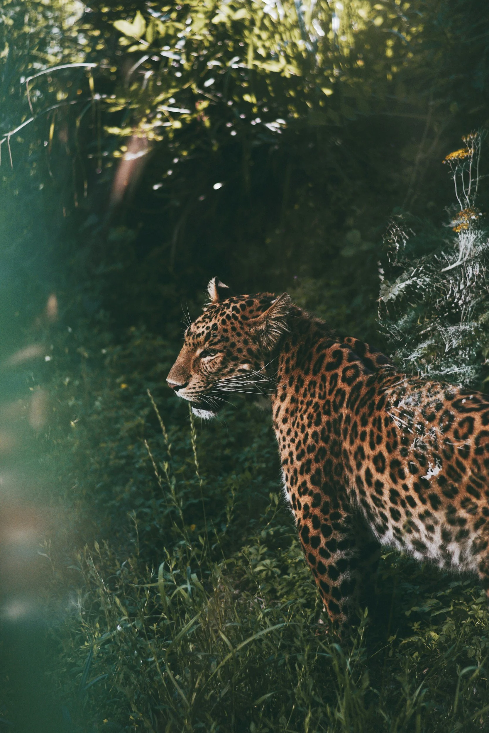 A jaguar standing among green foliage in a dense jungle environment.