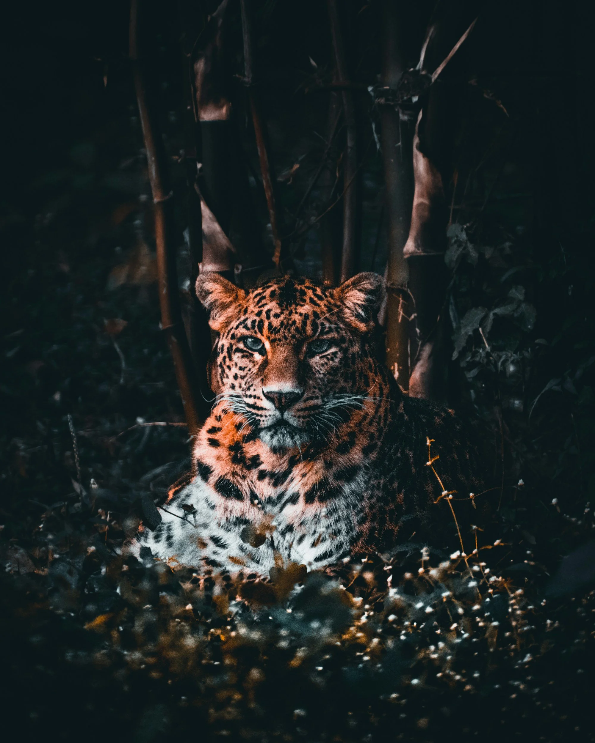A jaguar resting on the ground in a dark forest, surrounded by dense foliage and bamboo stalks.
