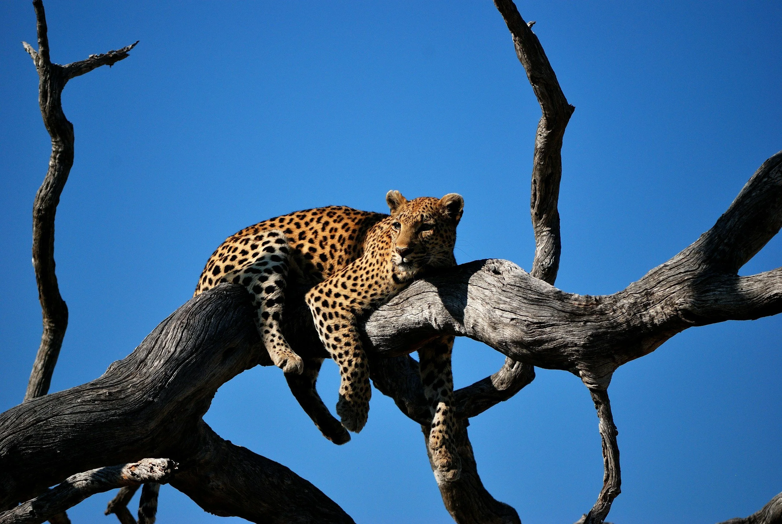 A cheetah resting on a large, dry, twisted tree branch against a clear blue sky.