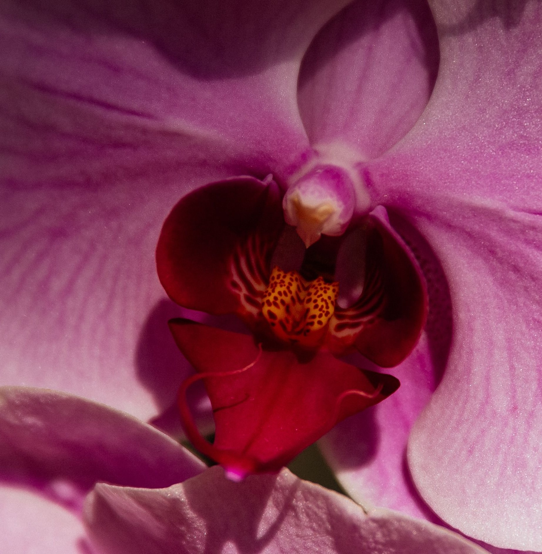 Orchid Obsessed: A Curated Edit