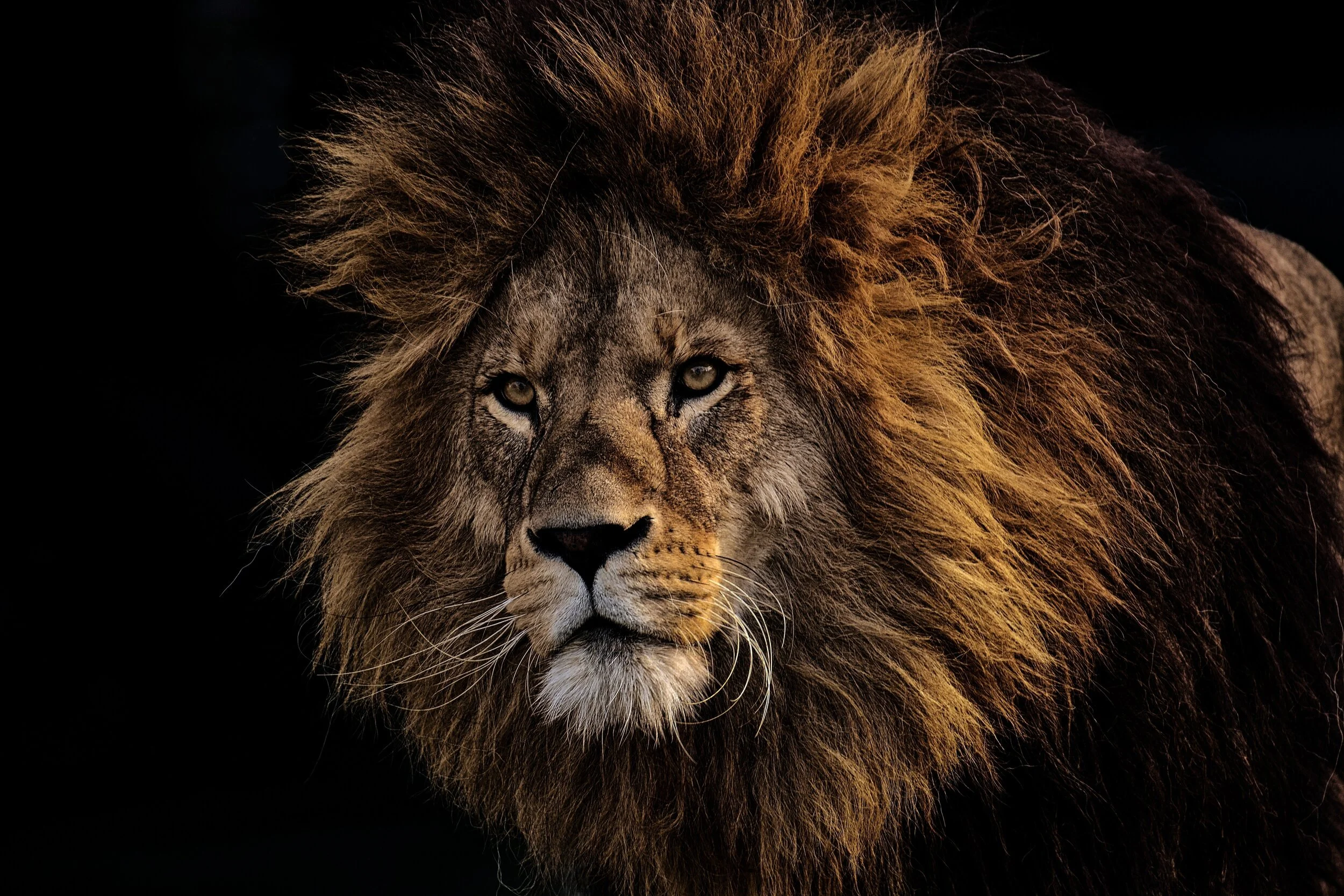A close-up of a lion's face with a dark background, showing the lion's mane and intense gaze.