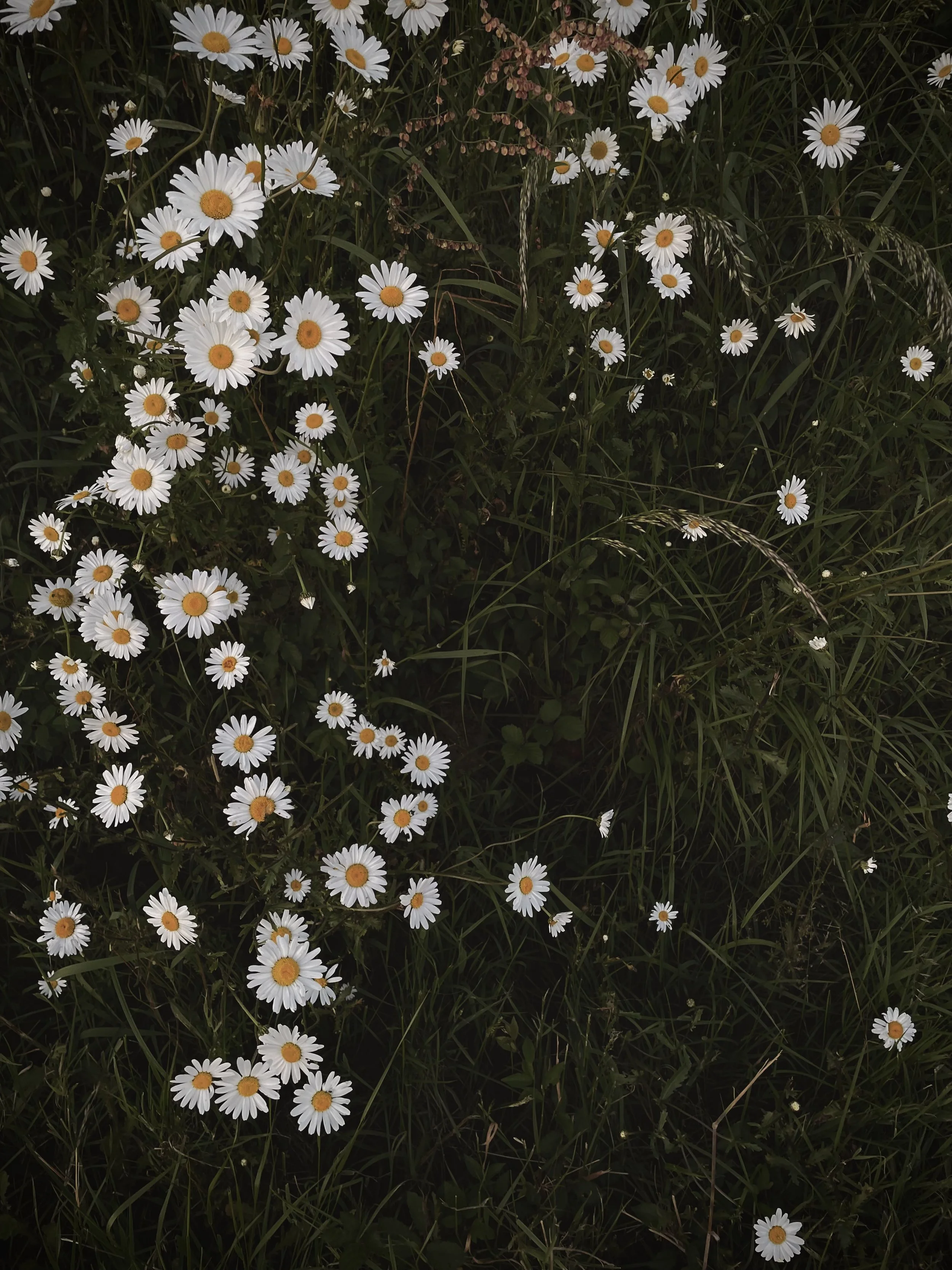 chamomile in field
