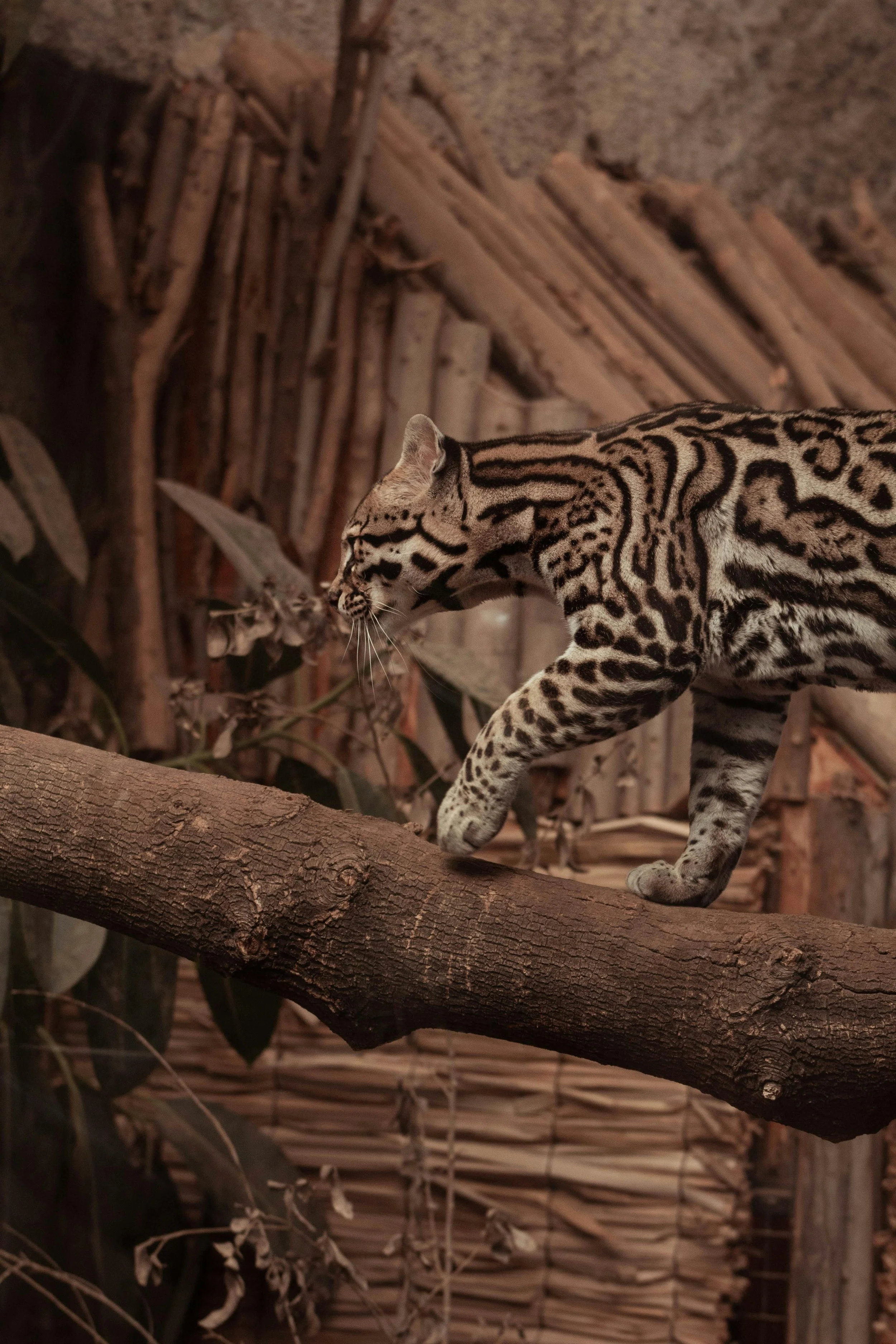 A clouded leopard walking on a tree branch in a jungle-like enclosure with wooden logs and leaves in the background.