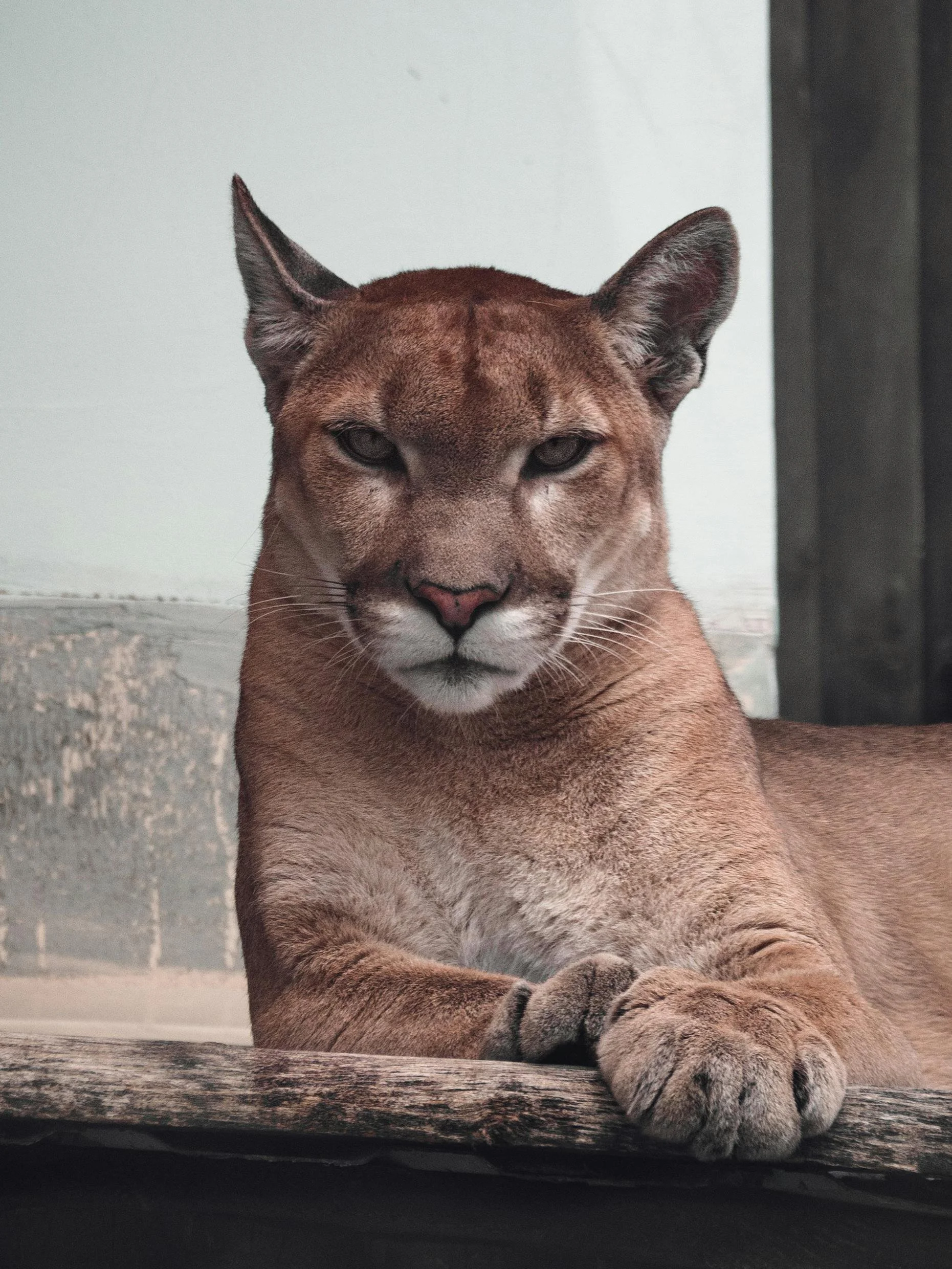 A close-up photo of a relaxed mountain lion, also known as a puma, resting on a wooden surface with a neutral background.