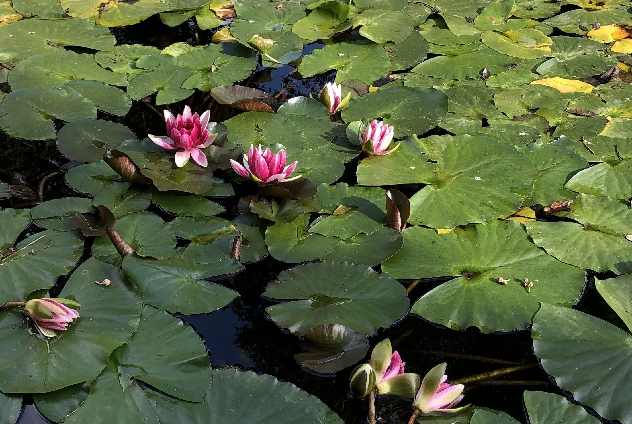 Spring Sounds: Songs for Unfurling in the Sun