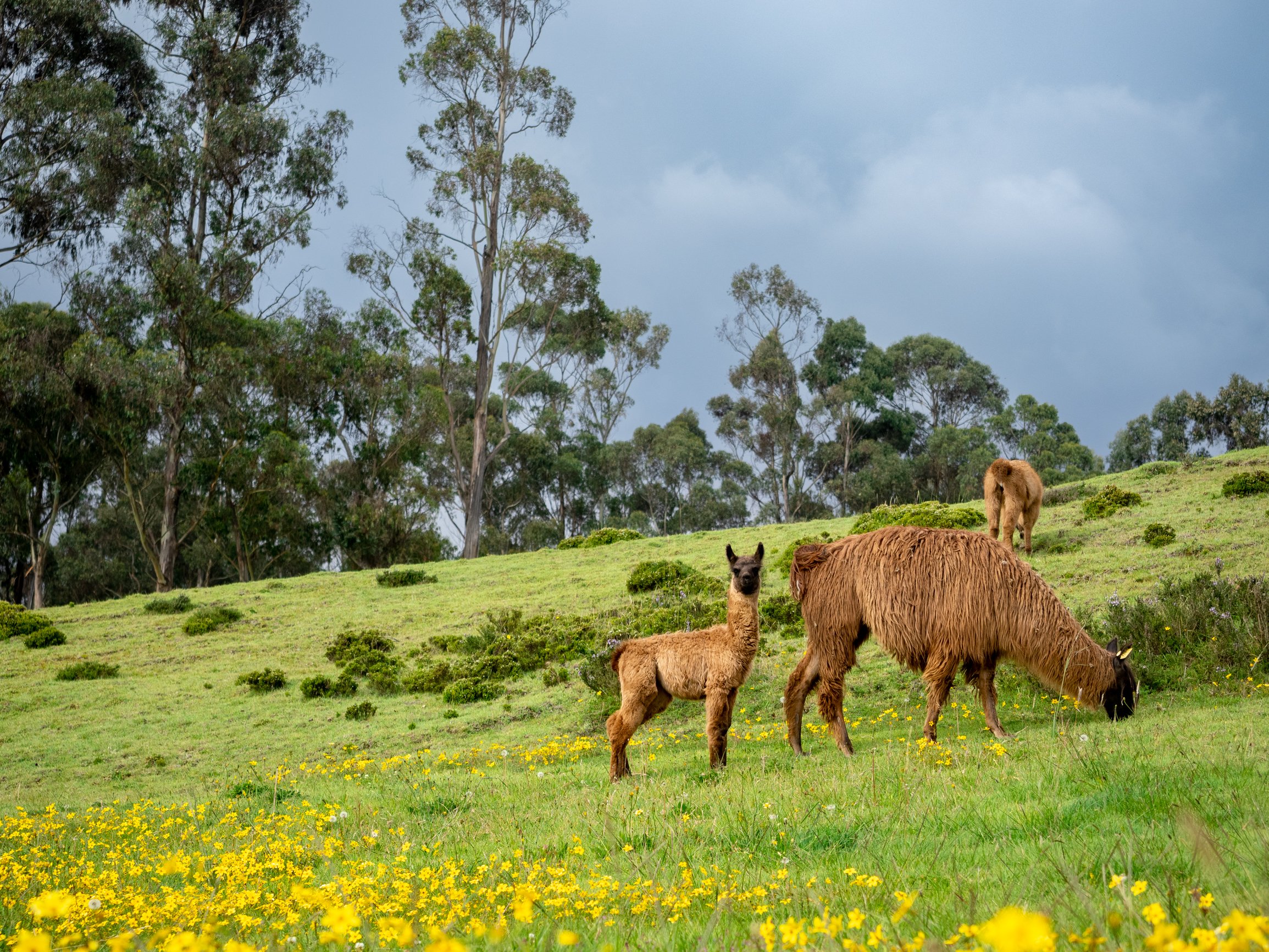 Llamas in Ecuador.jpg