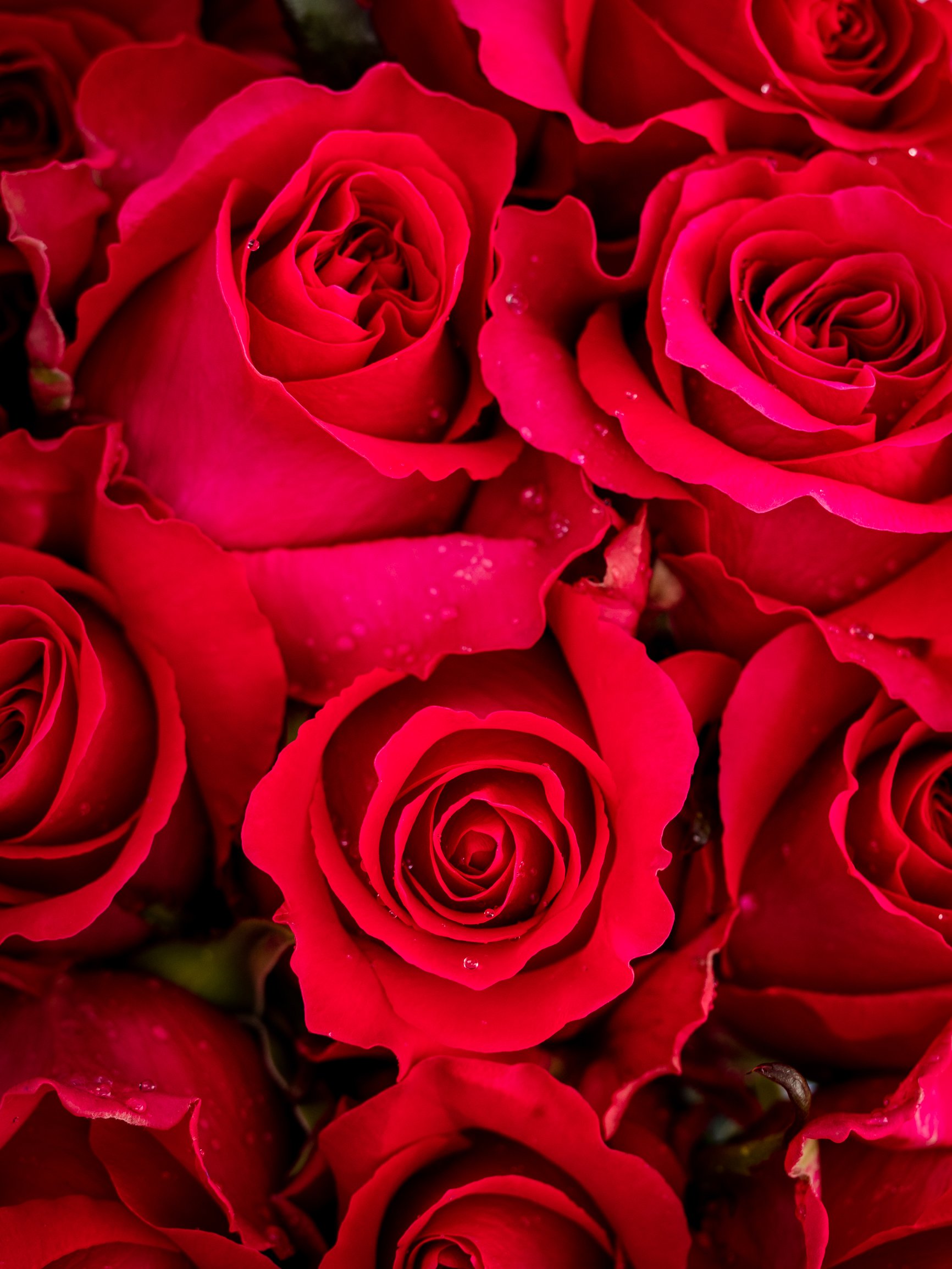 Roses in Ecuador.jpg