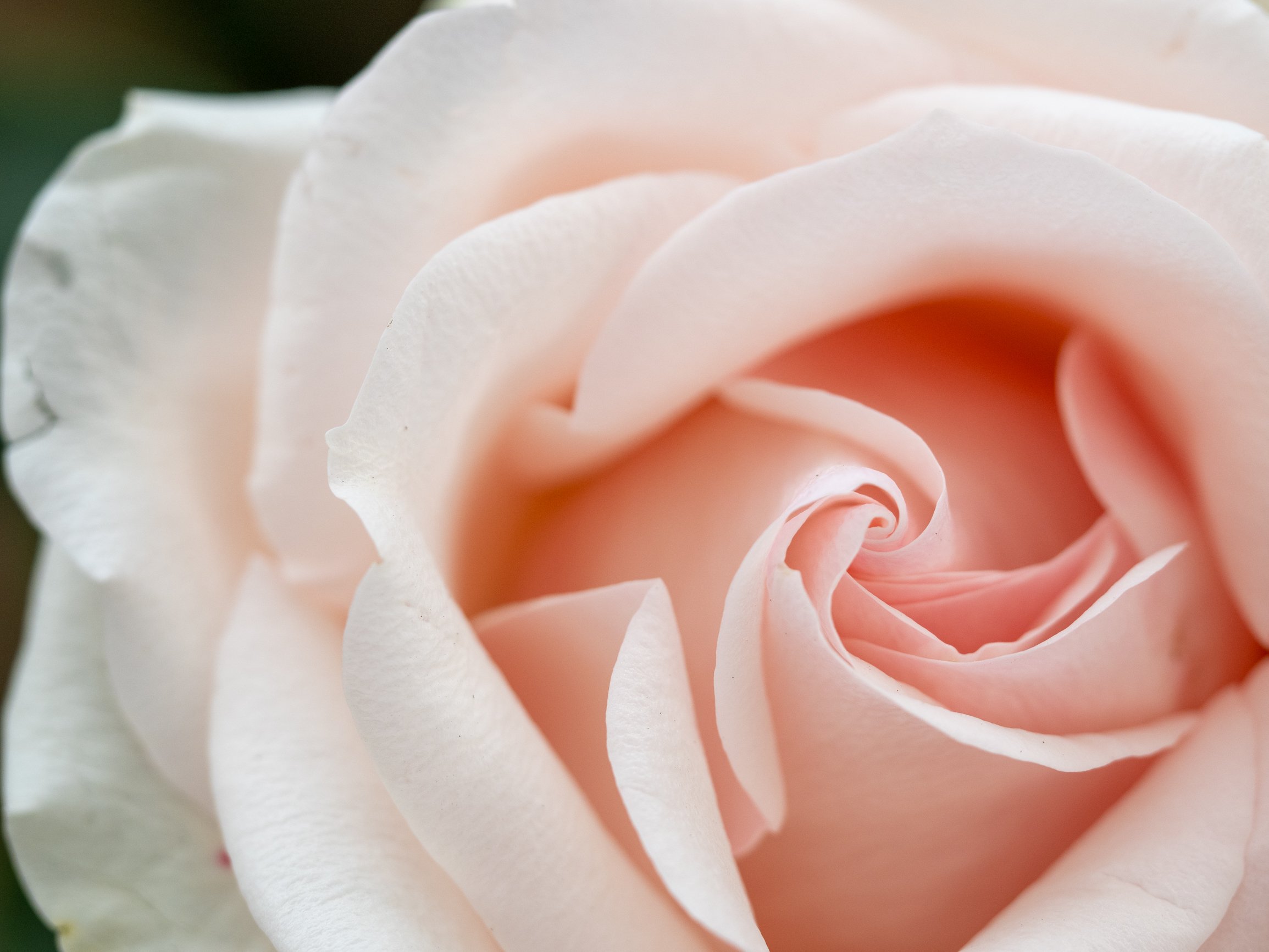 Roses in Ecuador.jpg