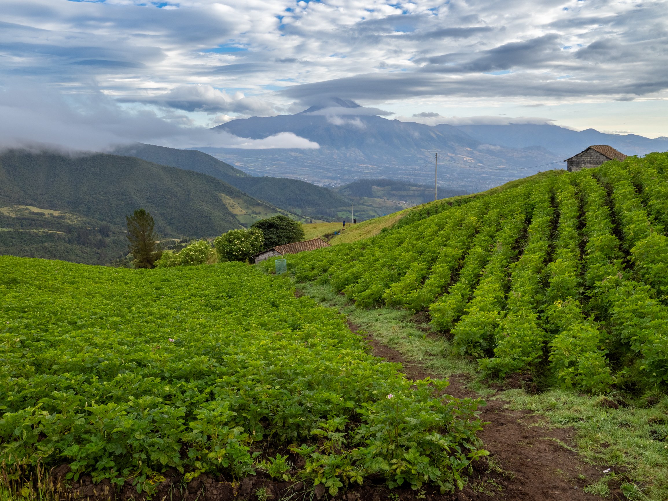 Coffee Farm in Colombia.jpg