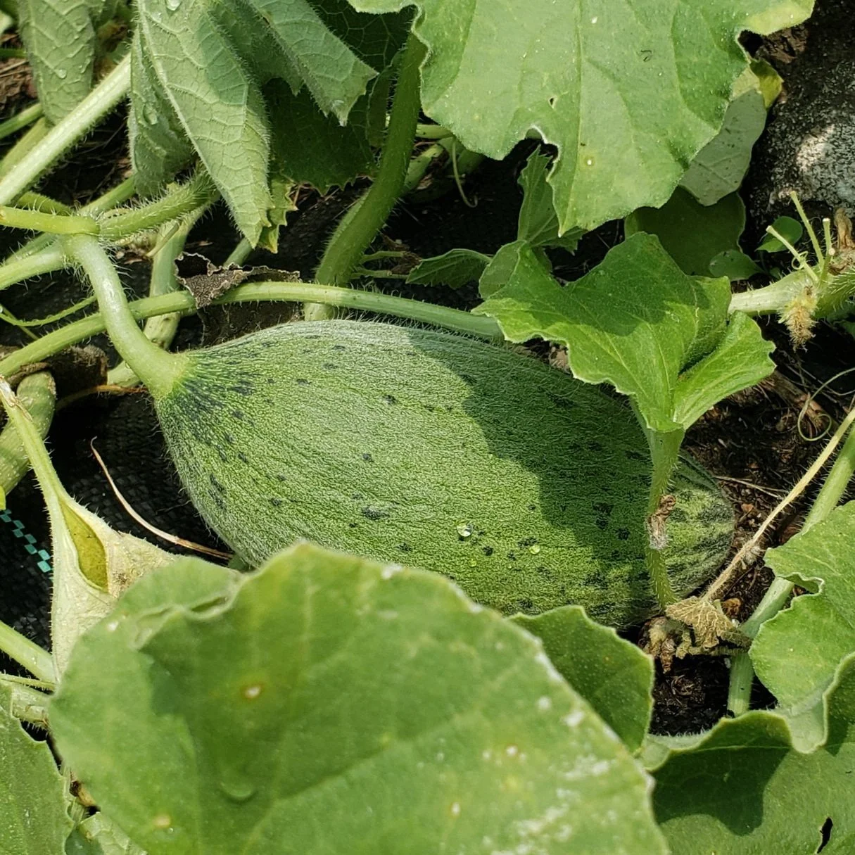 Piel de Sapo