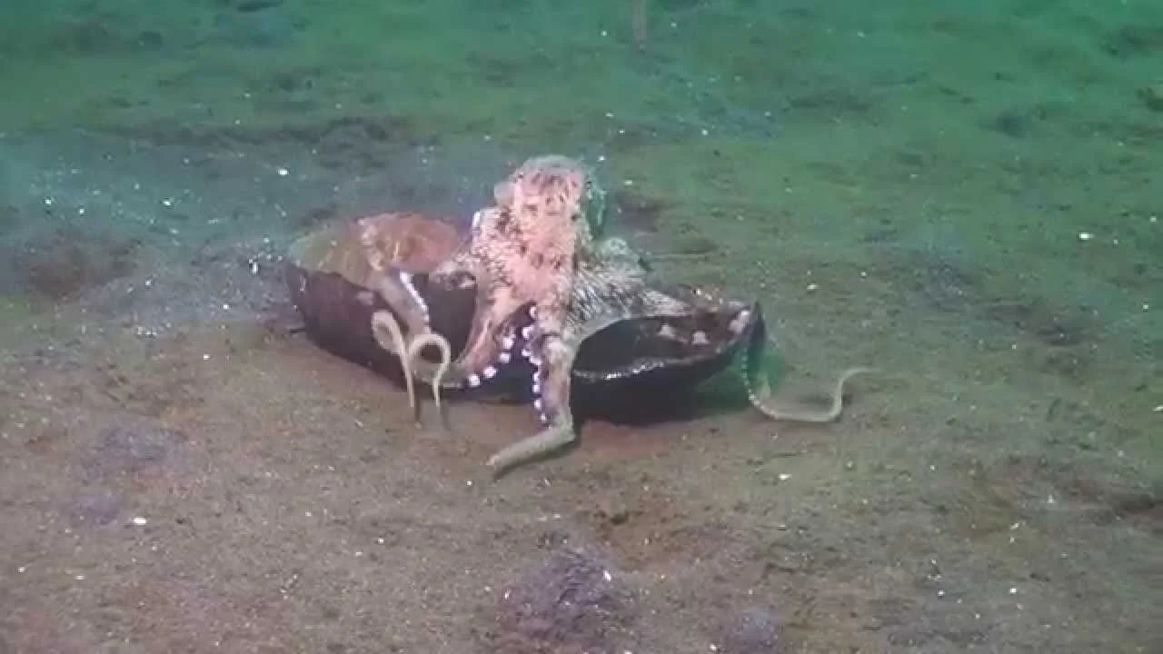 Coconut-Carrying Octopus