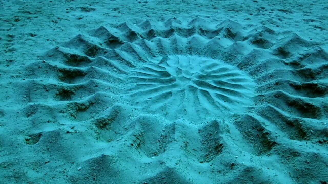 BBC Earth's Life Story, Courtship, Pufferfish