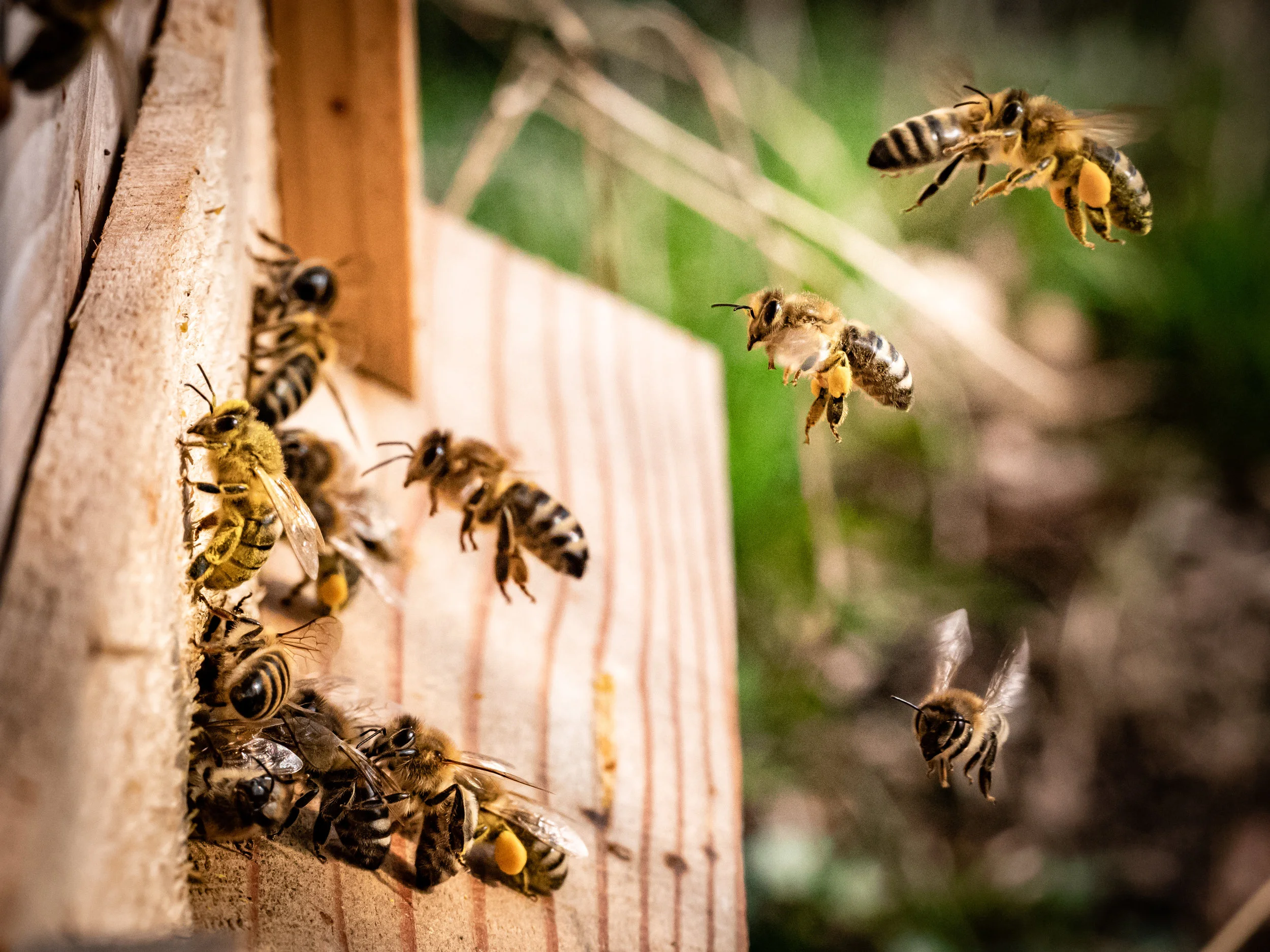 Bee and Woman Become Best Friends After Garden Rescue