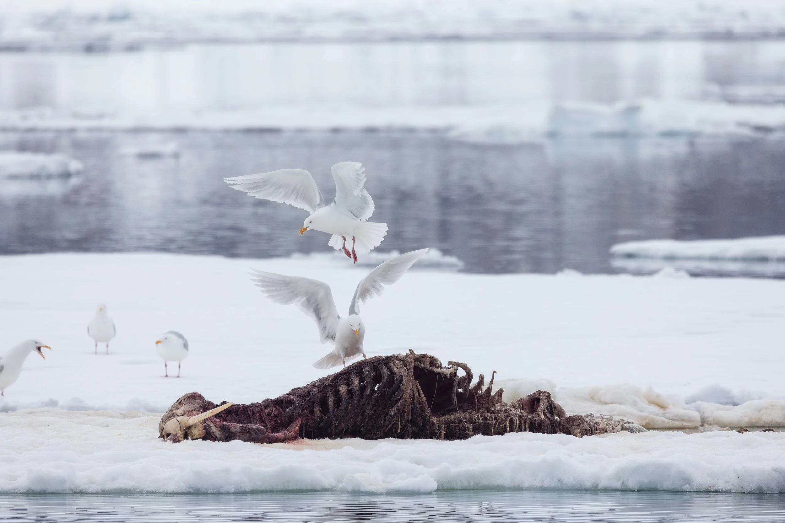 Isley_Reust-6579 copy 2.jpg