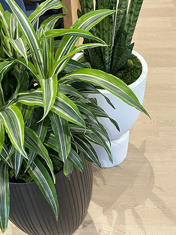 detail plants REV1.png