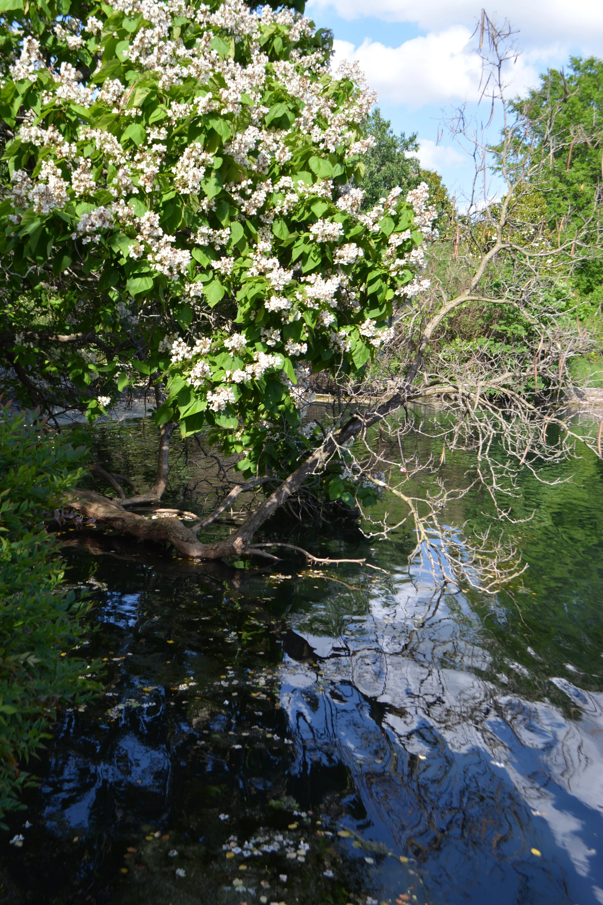 Nashville, TN (Centennial Park) 2020