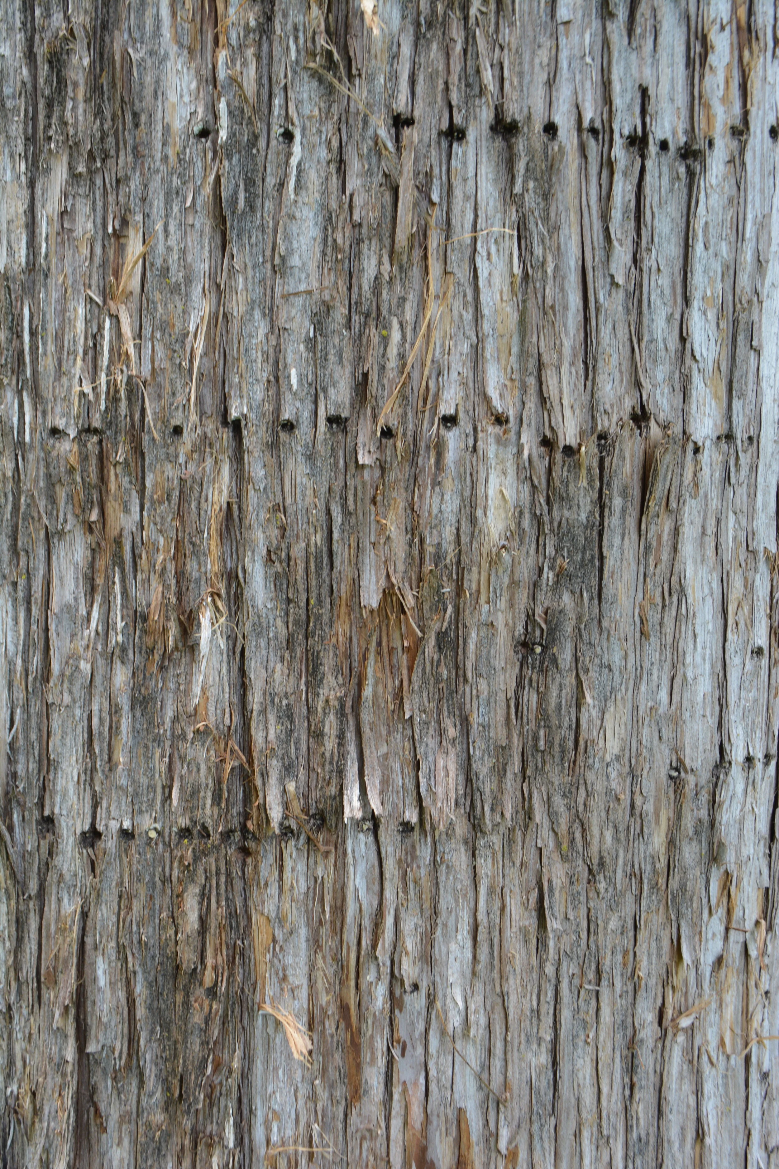 Donelson, Nashville - 2020