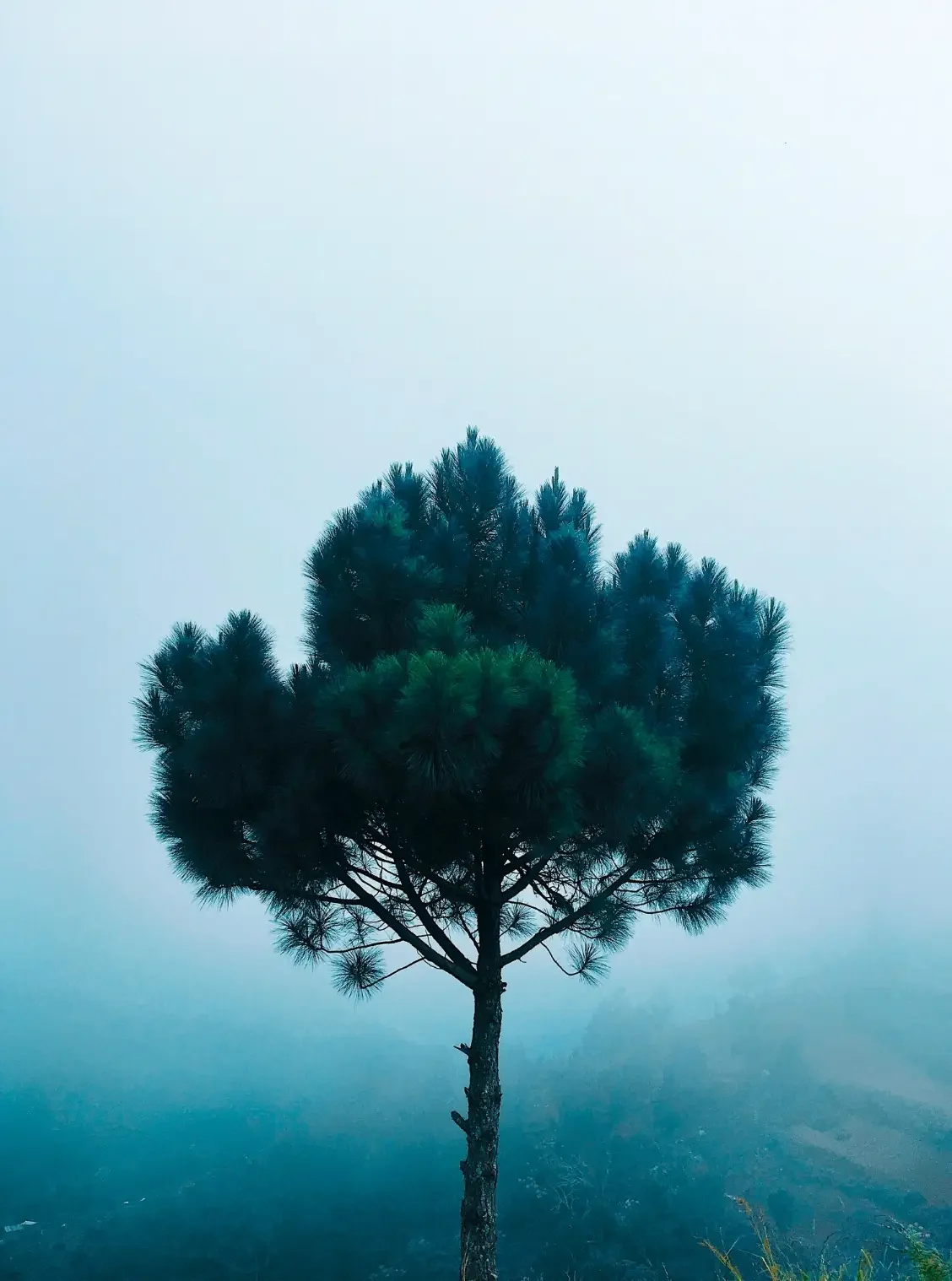 A solitary pine tree standing alone on a foggy landscape with a light blue sky in the background.