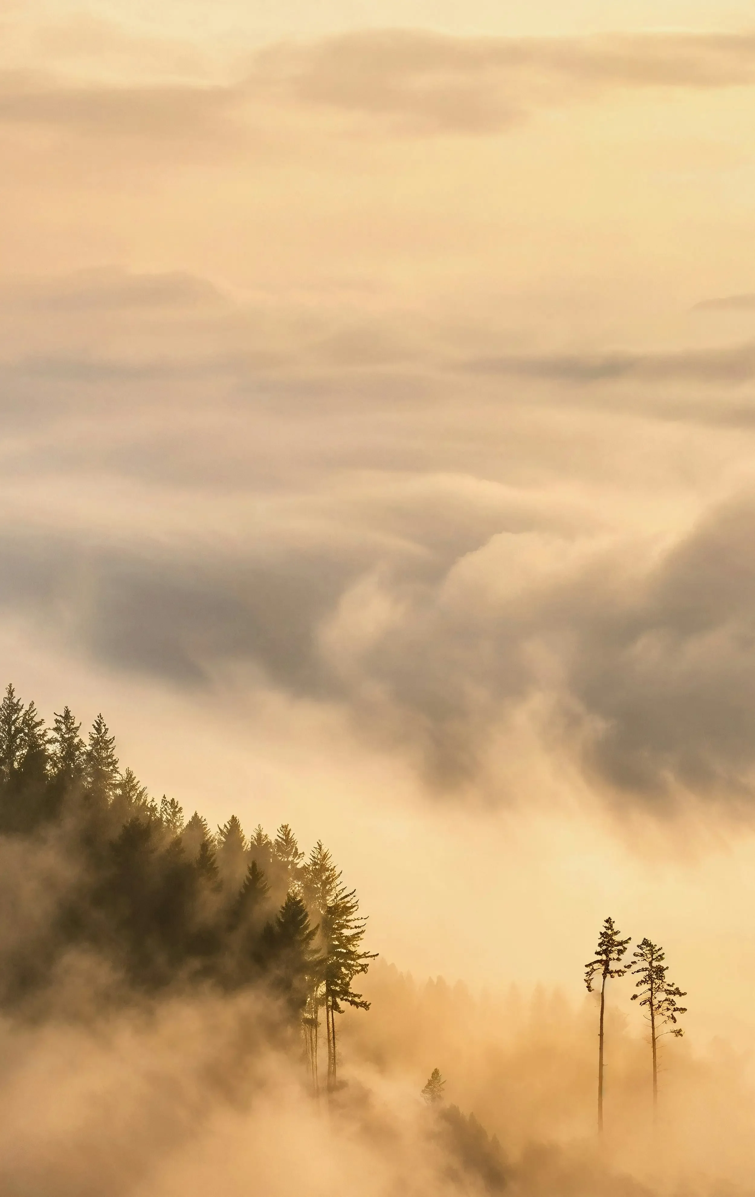 A misty forest scene with tall pine trees and a cloudy yellow sky.