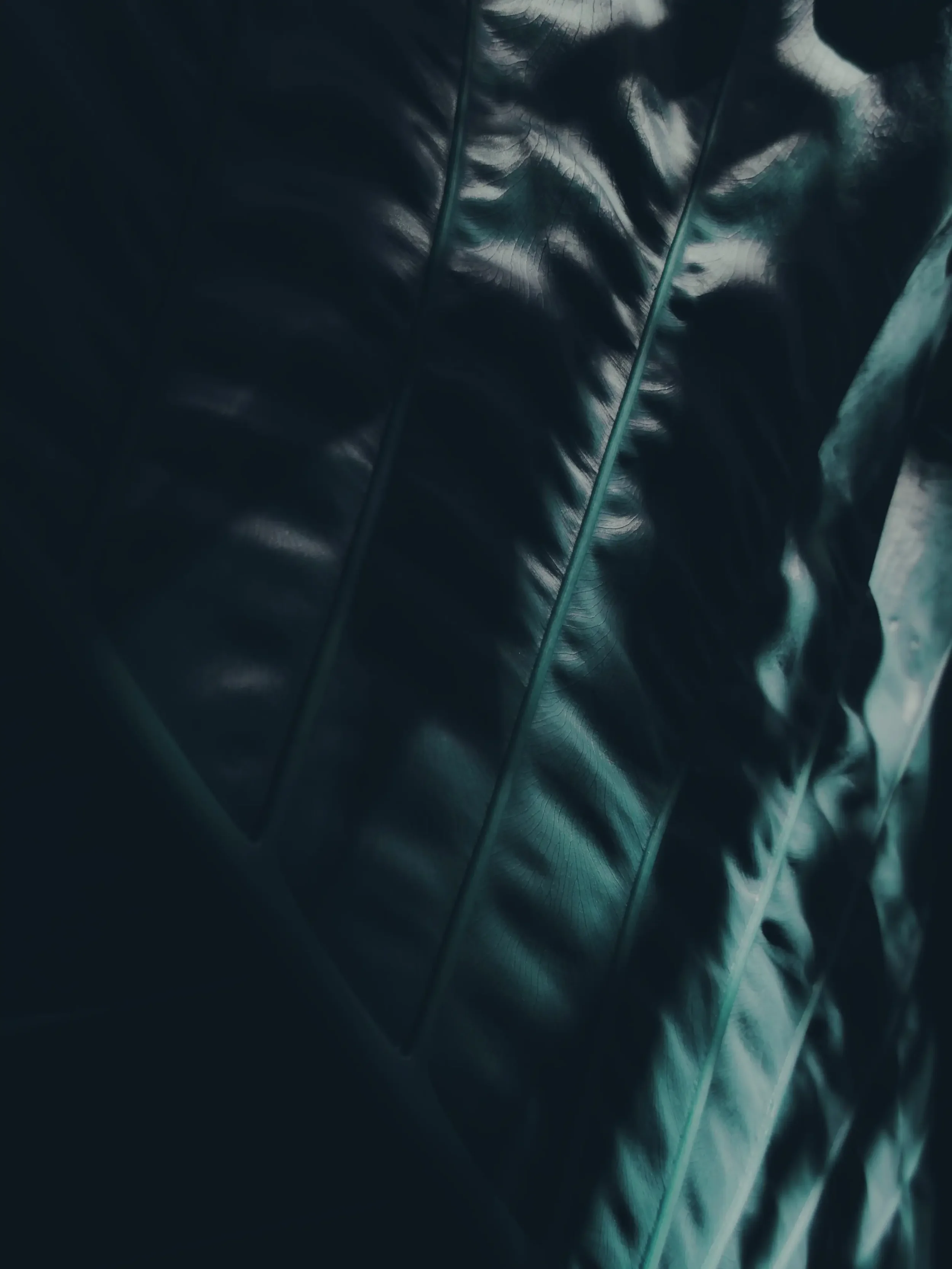 Close-up of dark green, shiny leaves with prominent veins.