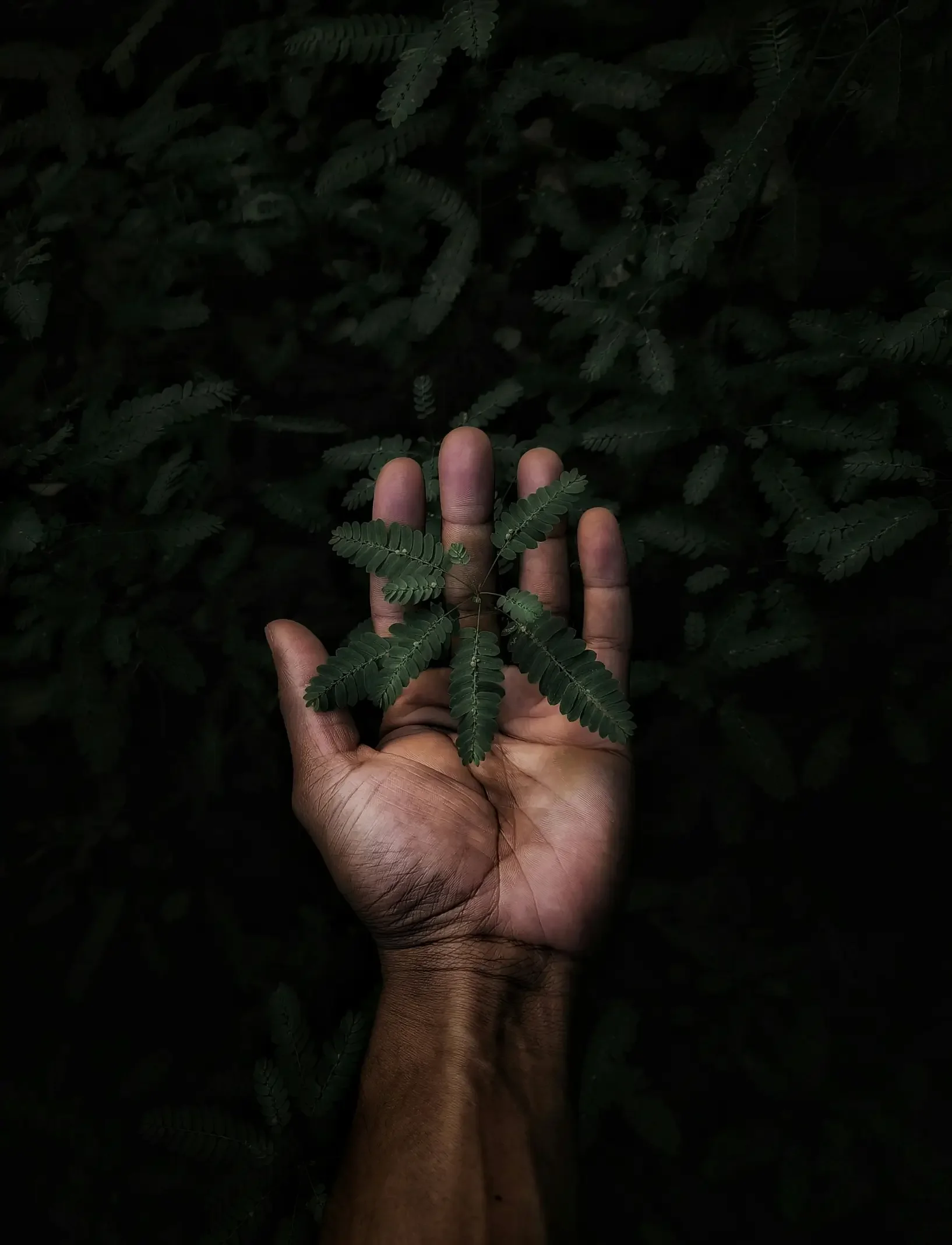 A dark-skinned hand holding a small green fern leaf against a background of lush green fern leaves.