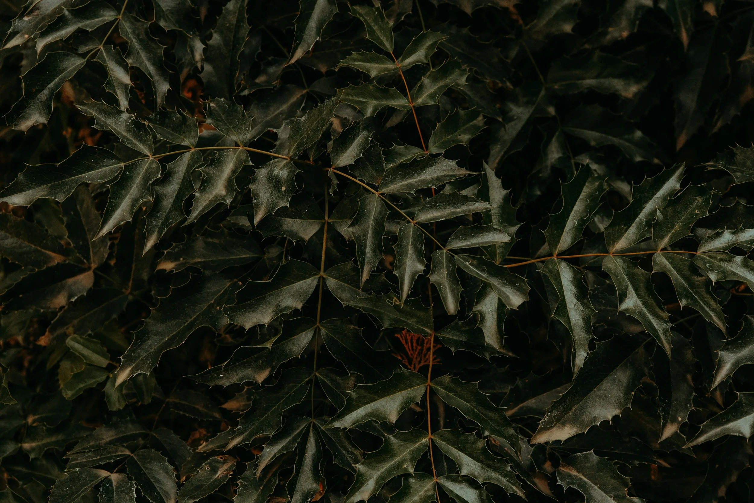 Close-up of dark green holly leaves with spiky edges.