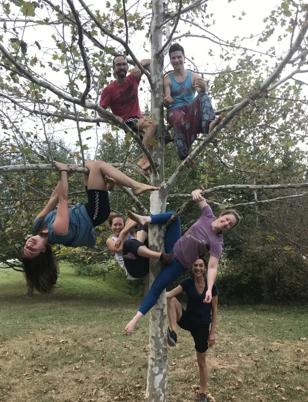 Six people are climbing and hanging on a tree with multiple branches, enjoying outdoors in a grassy area with trees in the background.