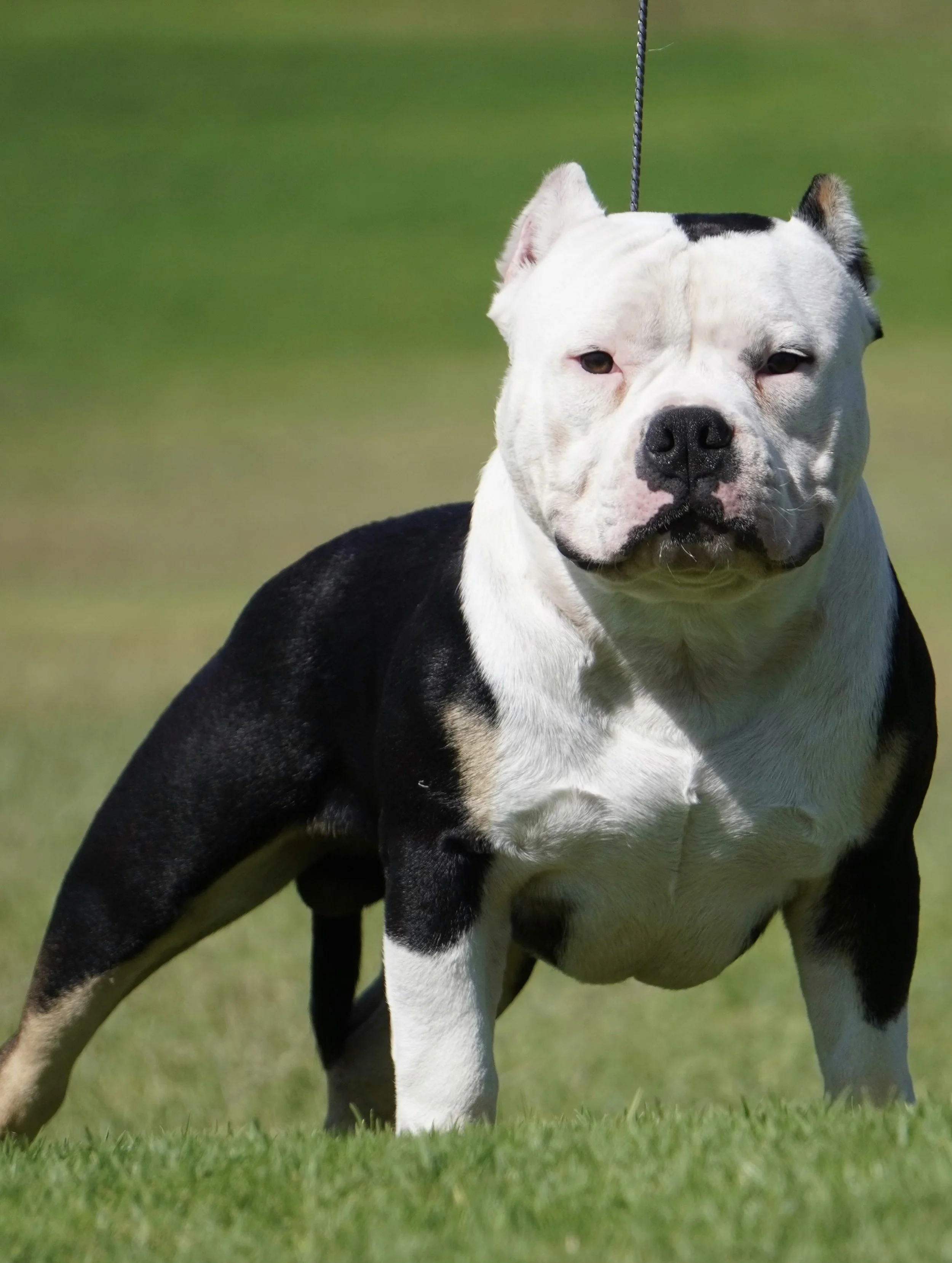 Who Produced Mo Money The American Bully