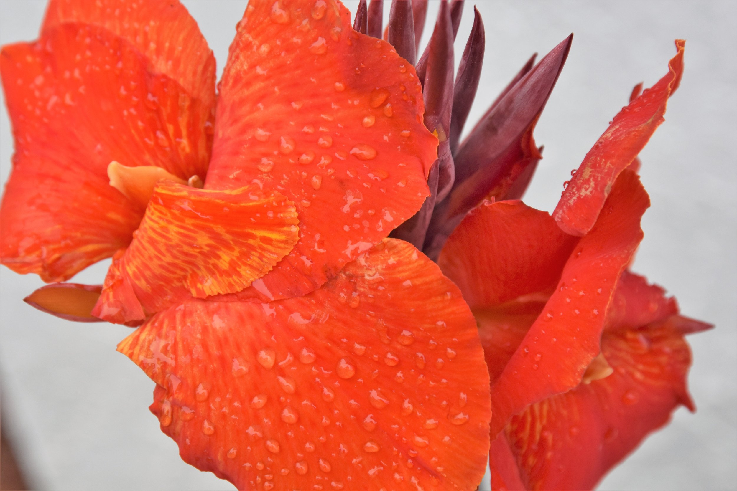 red canna.jpg