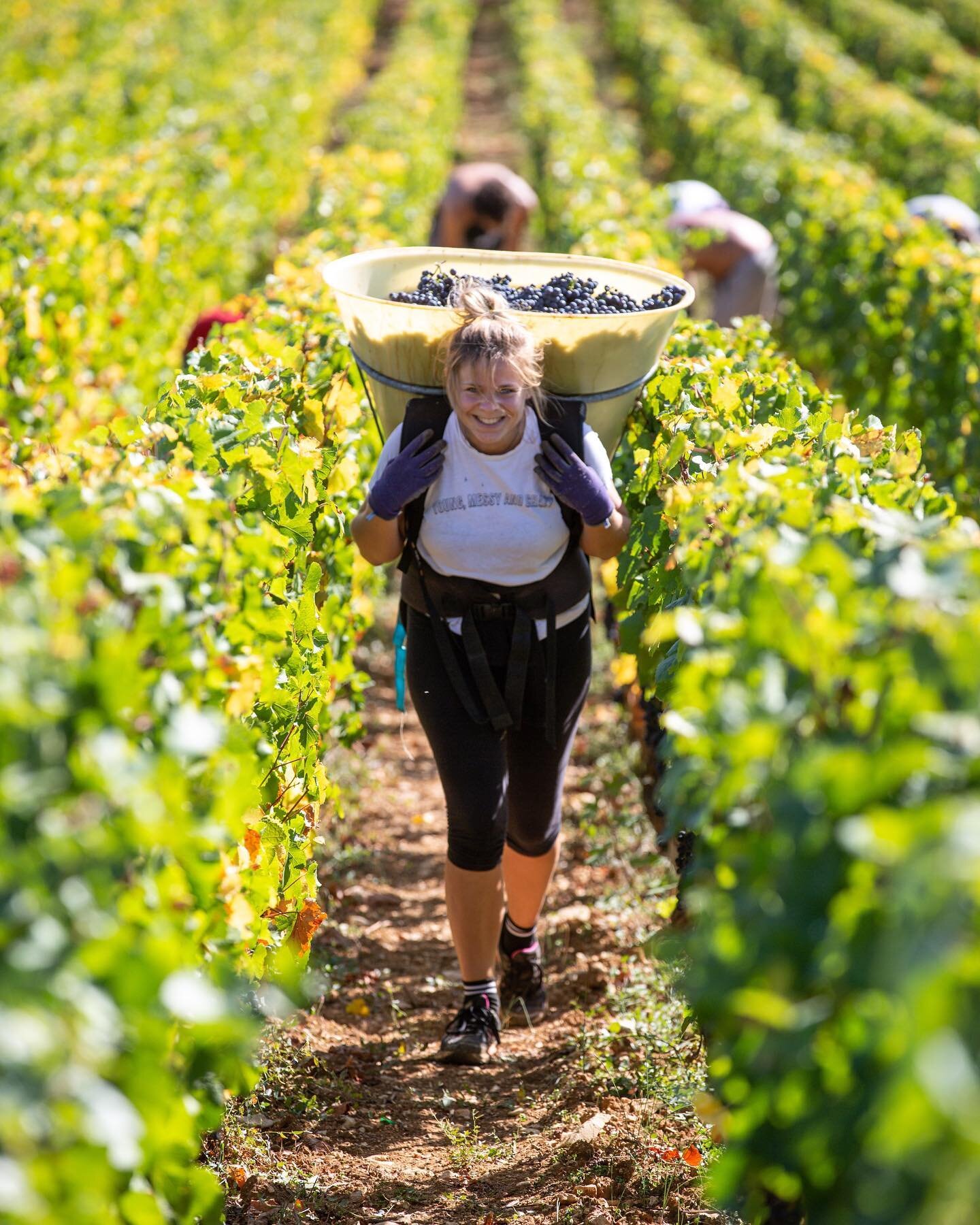 Ever dreamed of working a harvest in Burgundy? 🍷🇫🇷 @batonnage_forum has opened applications for the 2023 Harvest Internship at Domaine Dujac, a historic, family-owned estate in the Morey-Saint-Denis AOC.

Launched in partnership with Domaine Dujac